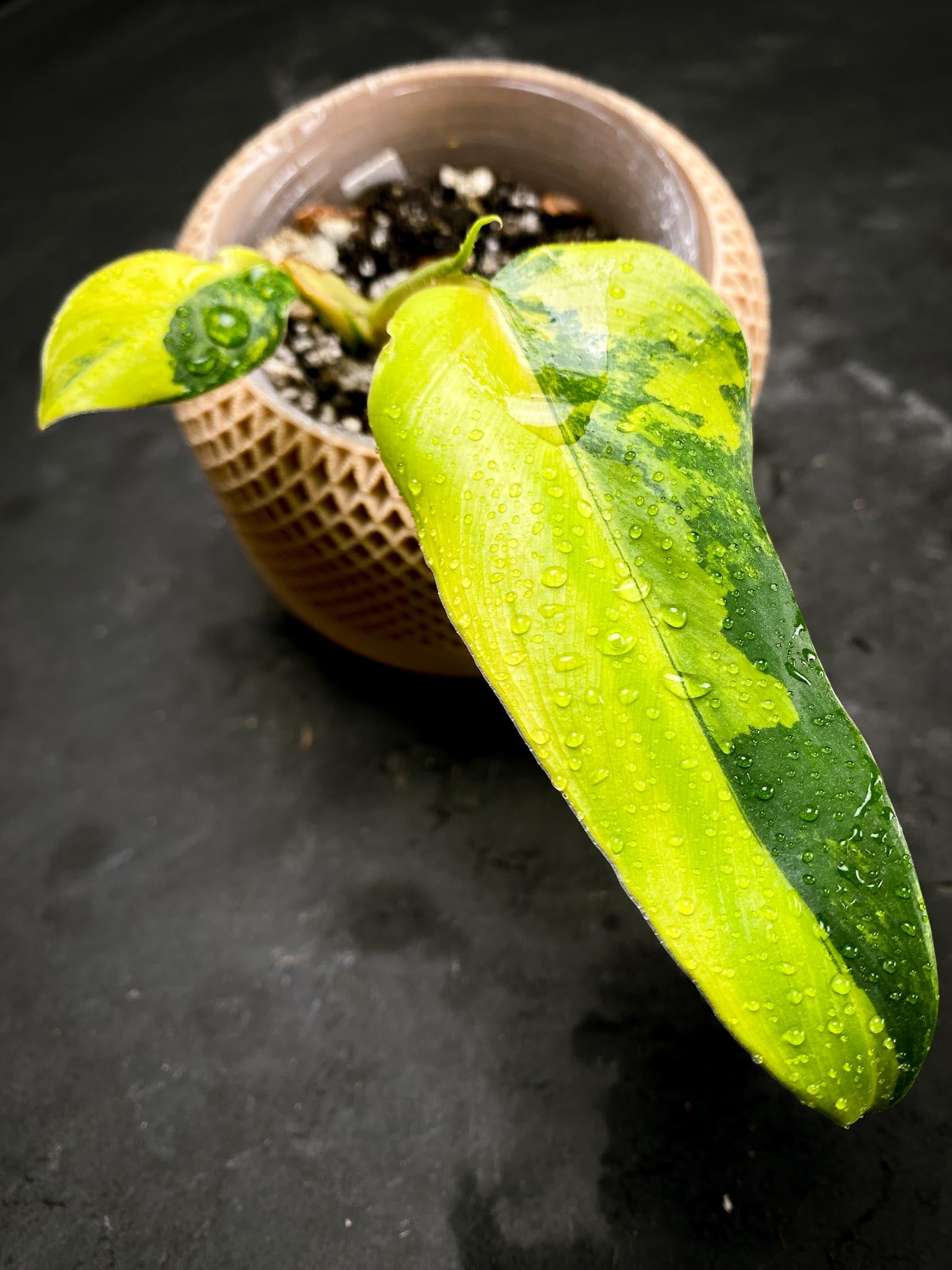 Philodendron Domesticum Variegated 2 Leaves 3 Nodes 1 Sprout Rooted