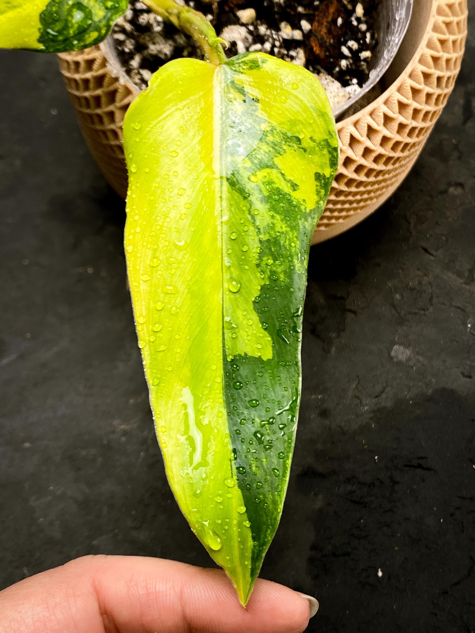 Philodendron Domesticum Variegated 2 Leaves 3 Nodes 1 Sprout Rooted