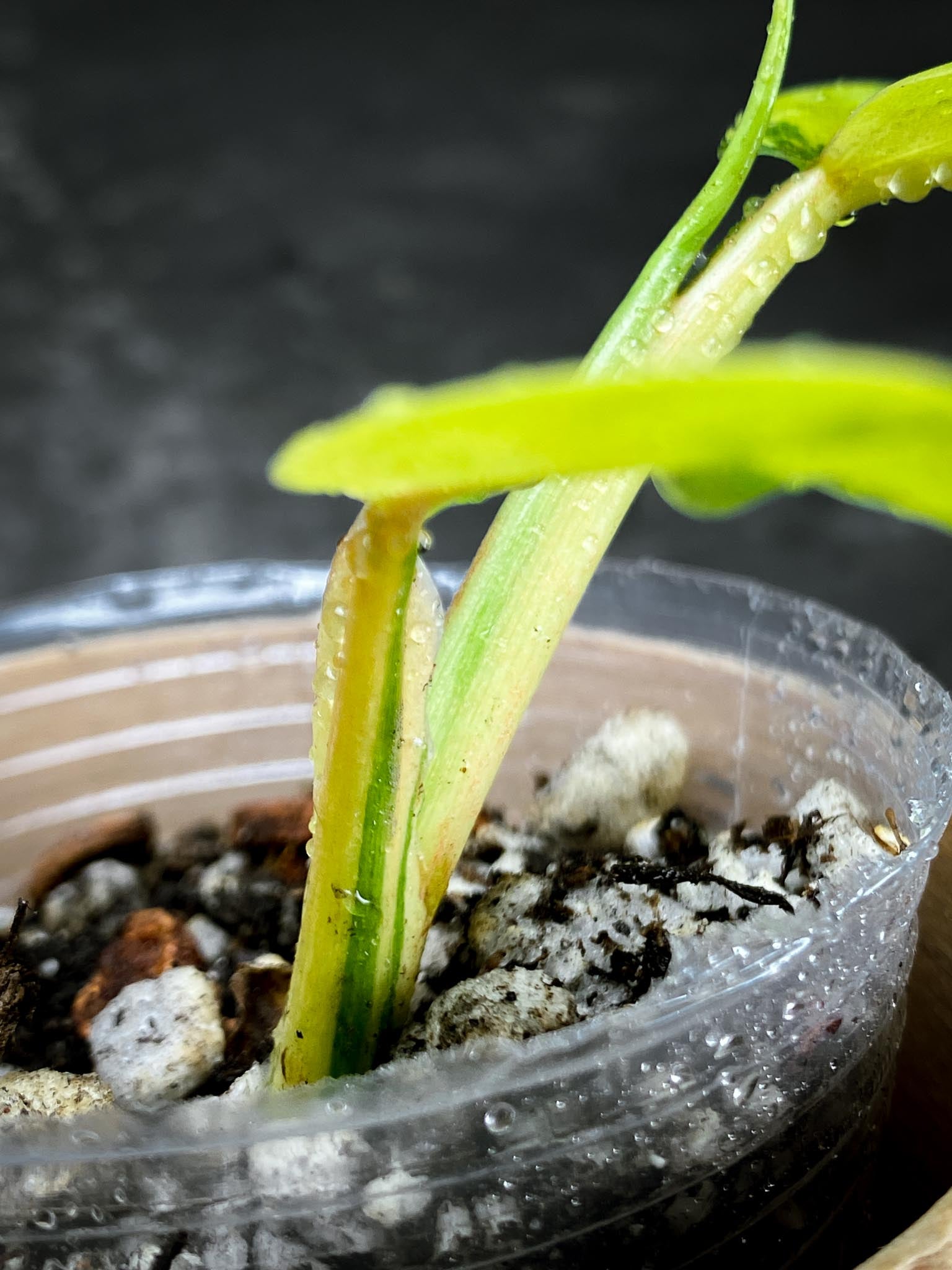 Philodendron Domesticum Variegated 2 Leaves 3 Nodes 1 Sprout Rooted