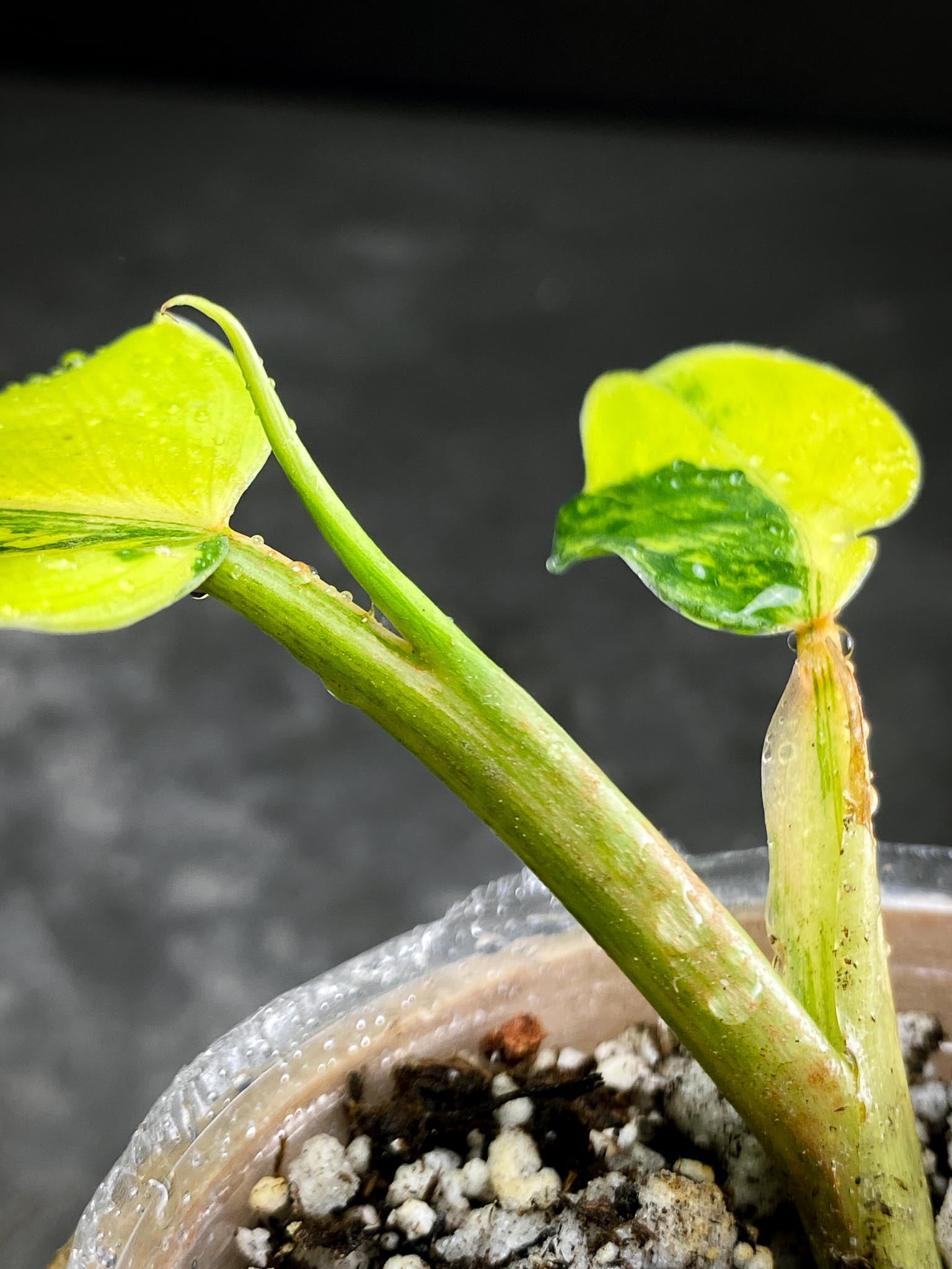 Philodendron Domesticum Variegated 2 Leaves 3 Nodes 1 Sprout Rooted