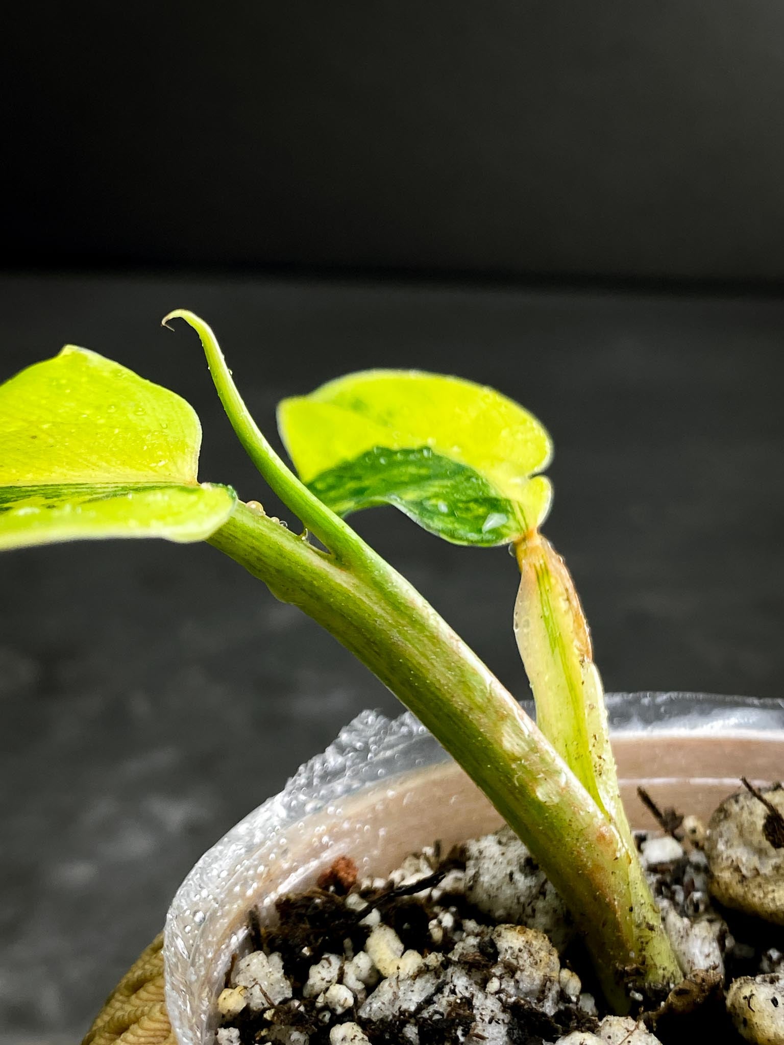 Philodendron Domesticum Variegated 2 Leaves 3 Nodes 1 Sprout Rooted