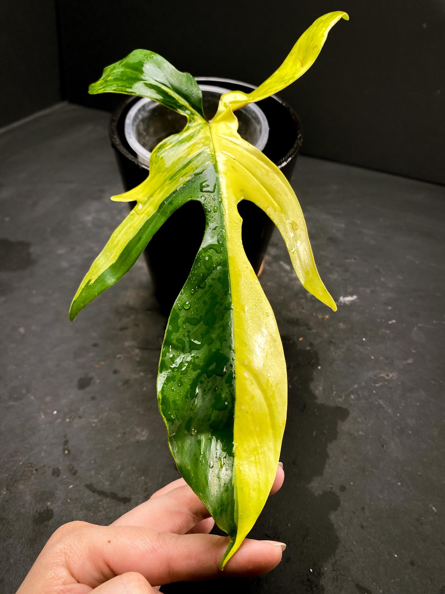 Philodendron Florida beauty 1 Leaf 2 Nodes 1 Sprout Rooted