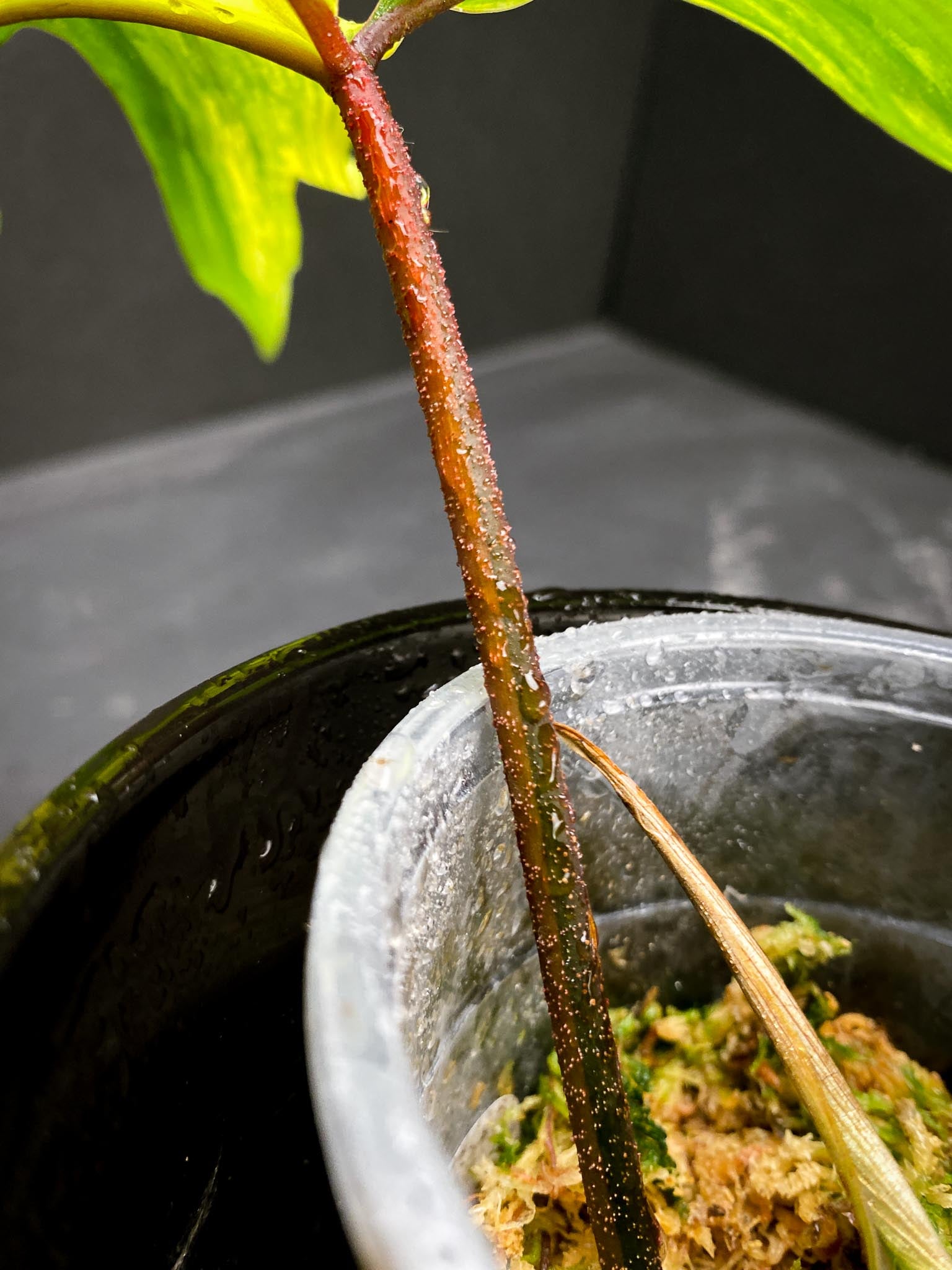 Philodendron Florida beauty 1 Leaf 2 Nodes 1 Sprout Rooted