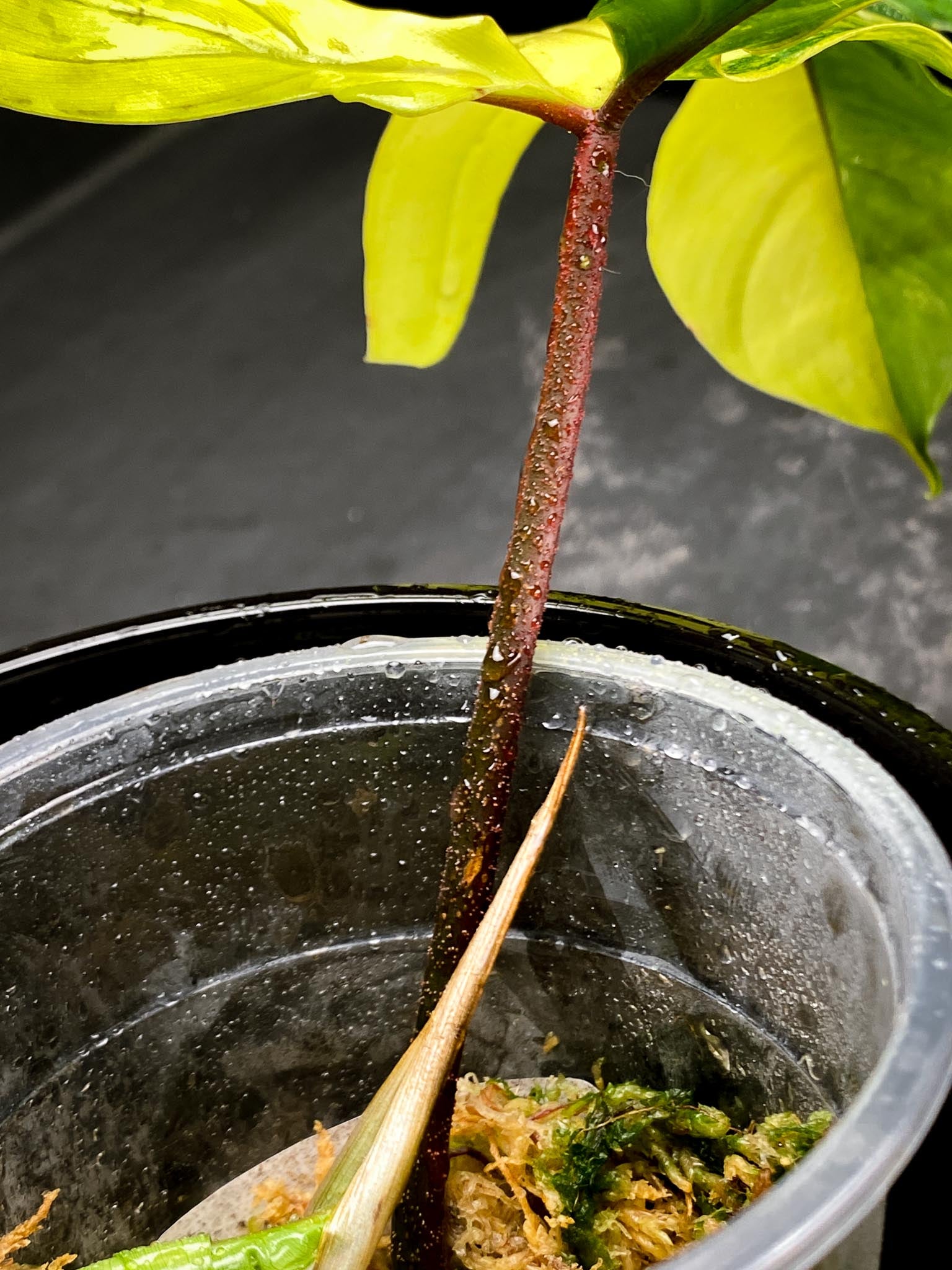 Philodendron Florida beauty 1 Leaf 2 Nodes 1 Sprout Rooted