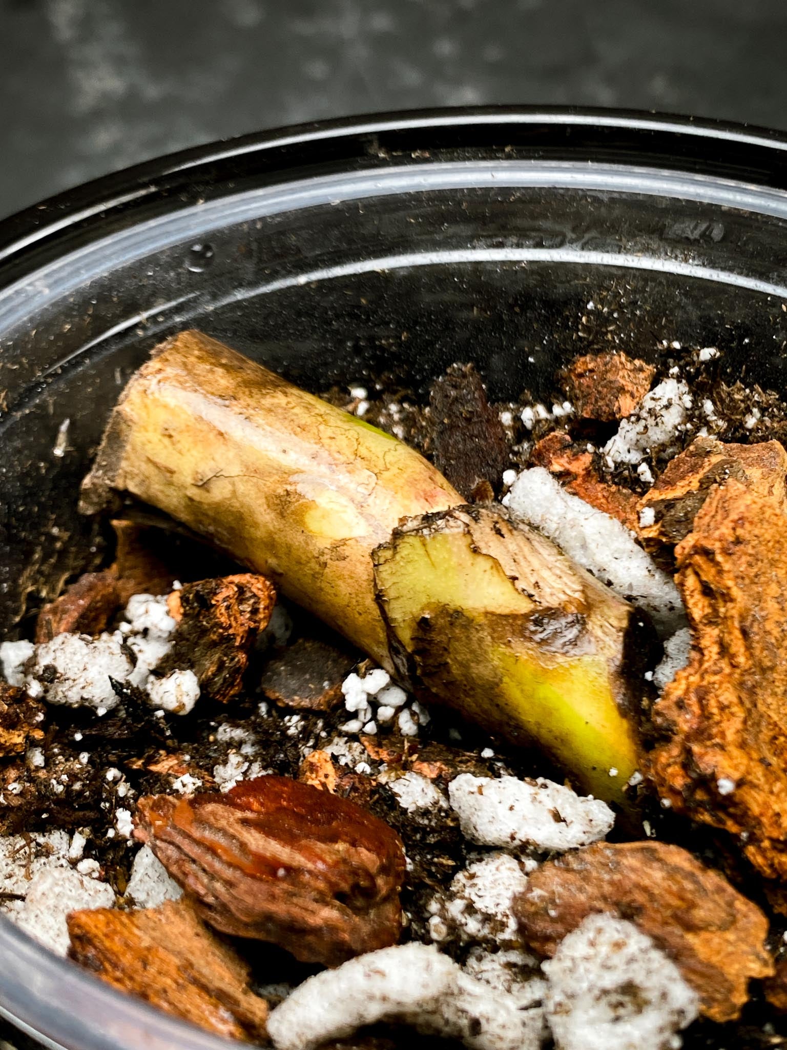 Monstera Aurea Tricolor 1 Node Rooted