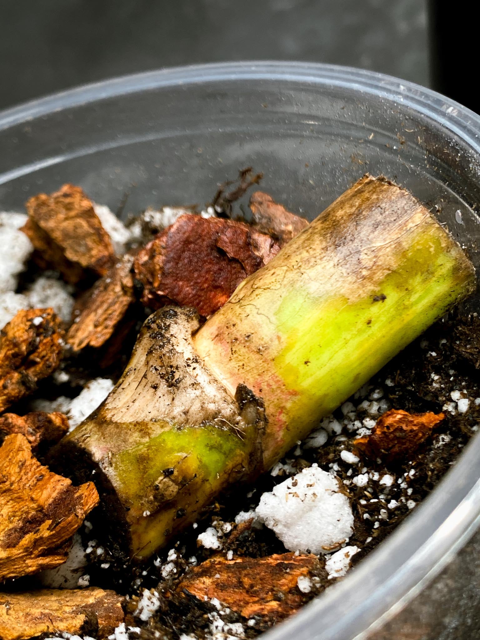 Monstera Aurea Tricolor 1 Node Rooted
