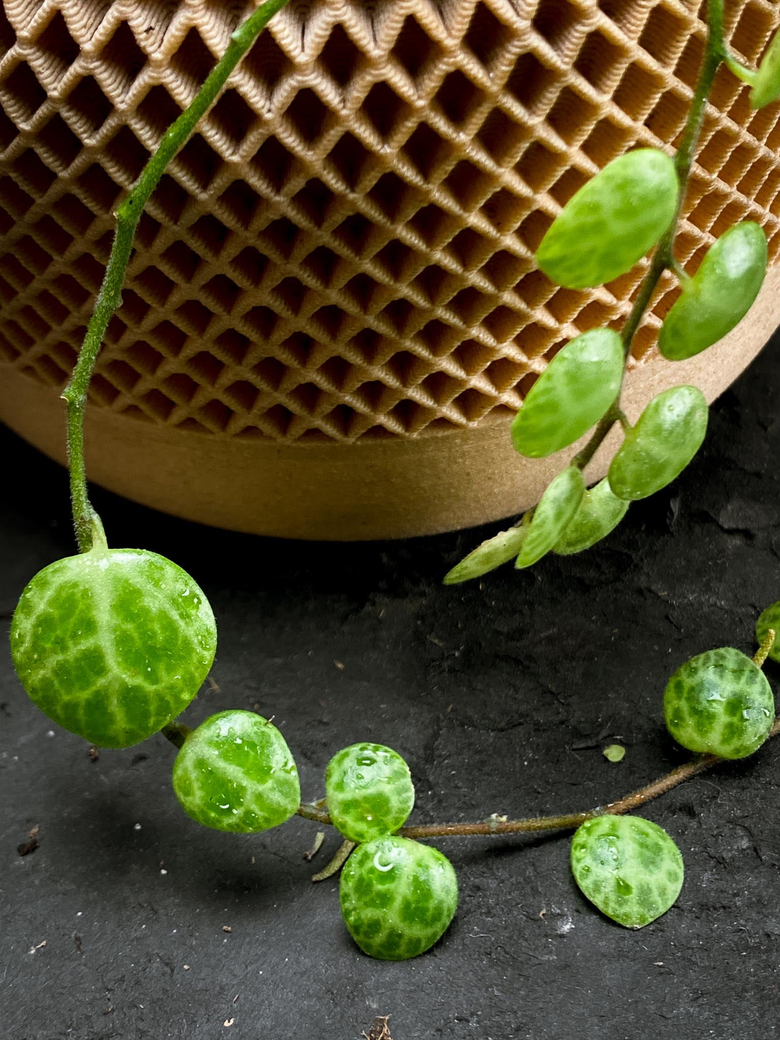 peperomia prostrata string of turtles Multiple Leaves Multiple nodes Rooted