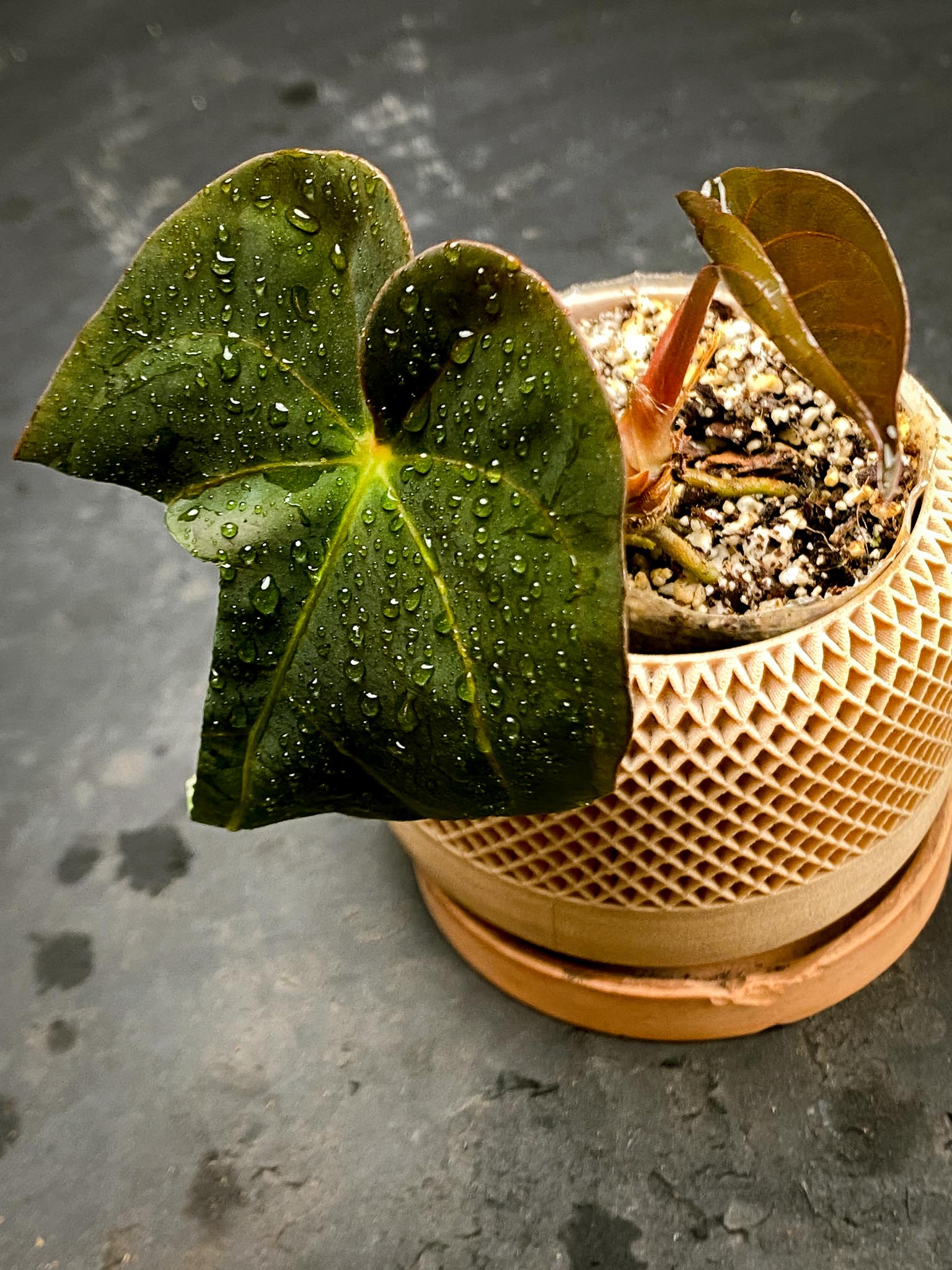 Anthurium Ace of spades Tezula X Papillilaminum Long and Bullet 2 Leaves Multiple Nodes Top Cutting Rooted