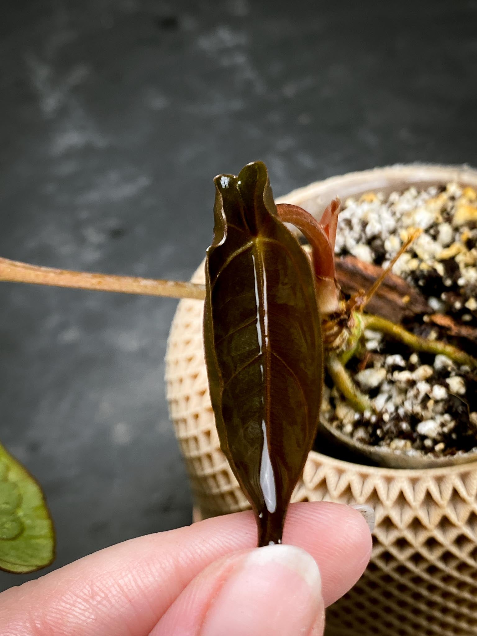 Anthurium Ace of spades Tezula X Papillilaminum Long and Bullet 2 Leaves Multiple Nodes Top Cutting Rooted