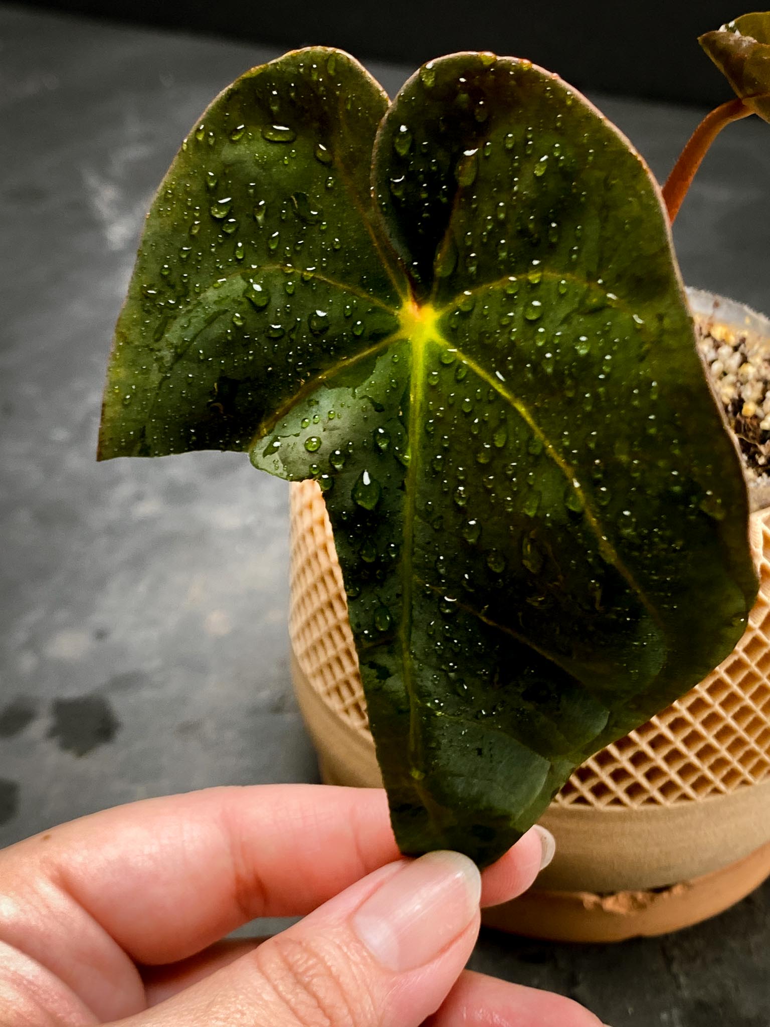 Anthurium Ace of spades Tezula X Papillilaminum Long and Bullet 2 Leaves Multiple Nodes Top Cutting Rooted