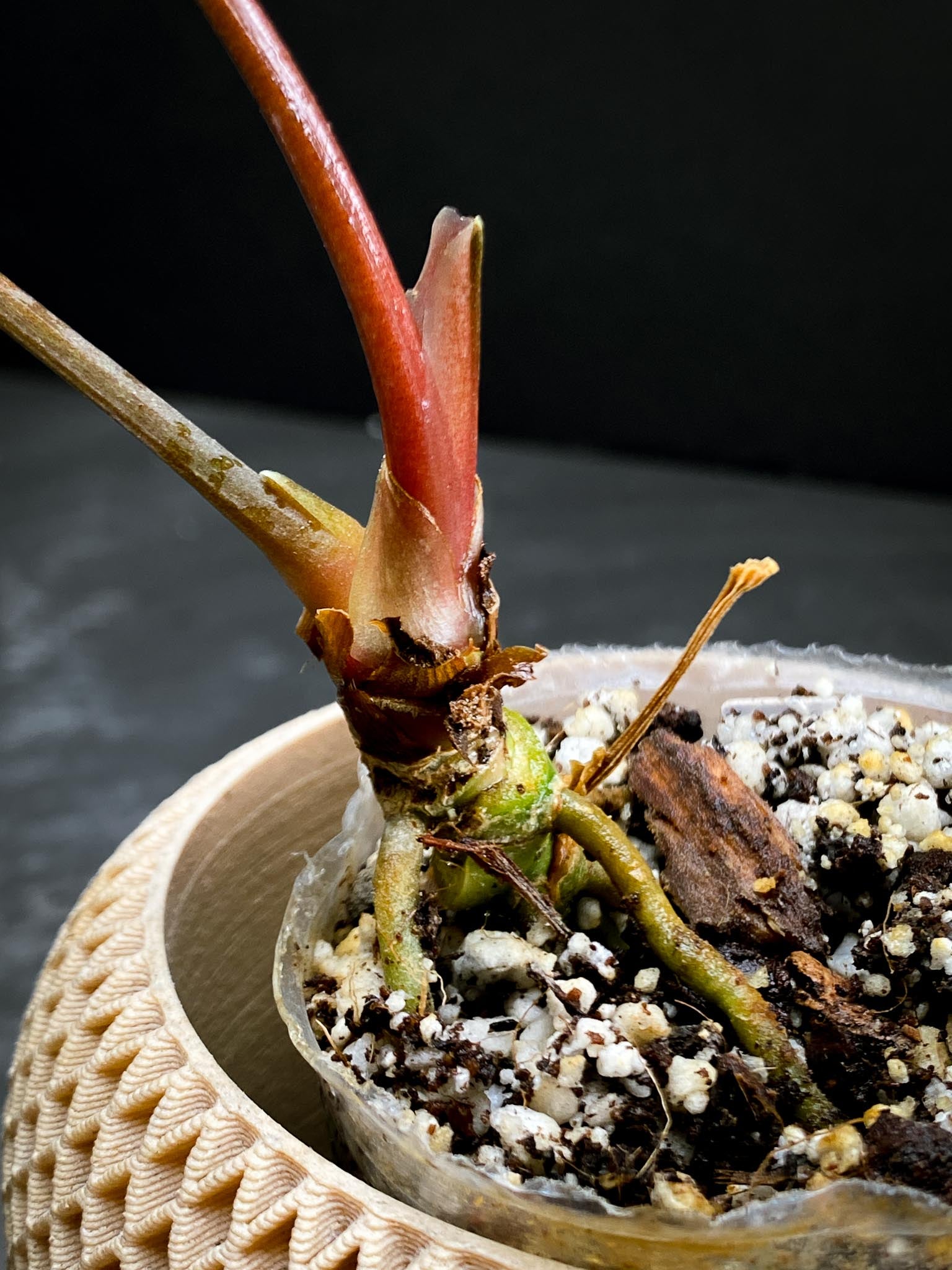 Anthurium Ace of spades Tezula X Papillilaminum Long and Bullet 2 Leaves Multiple Nodes Top Cutting Rooted