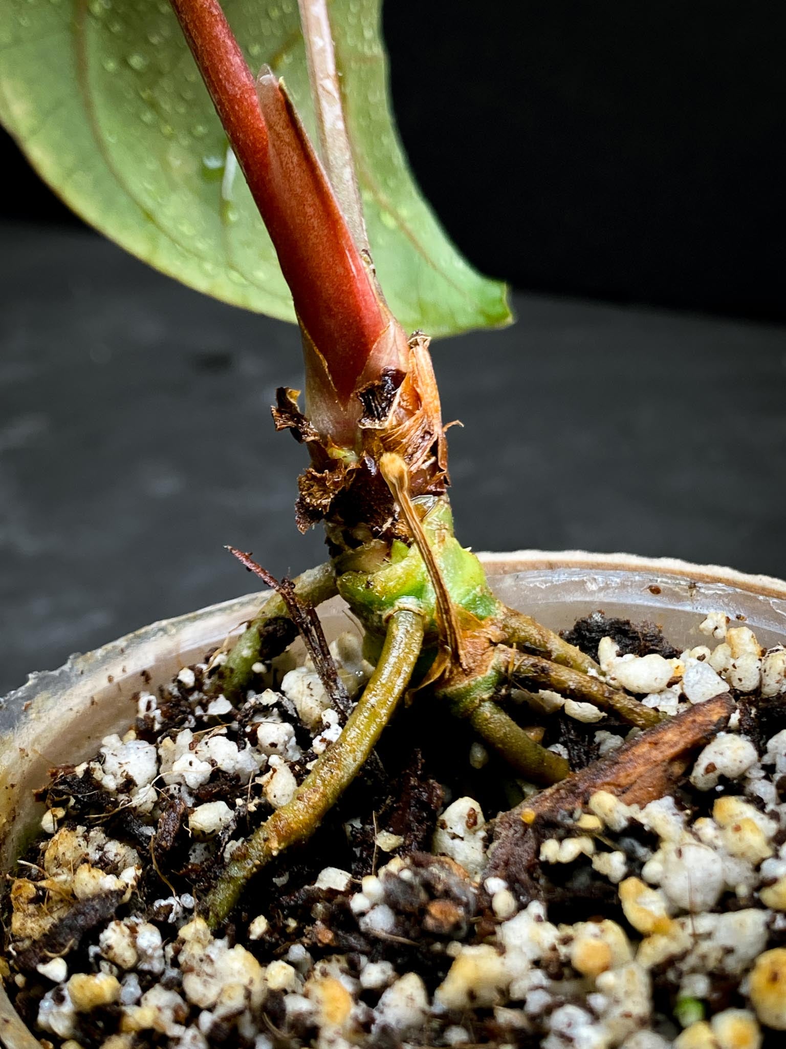 Anthurium Ace of spades Tezula X Papillilaminum Long and Bullet 2 Leaves Multiple Nodes Top Cutting Rooted