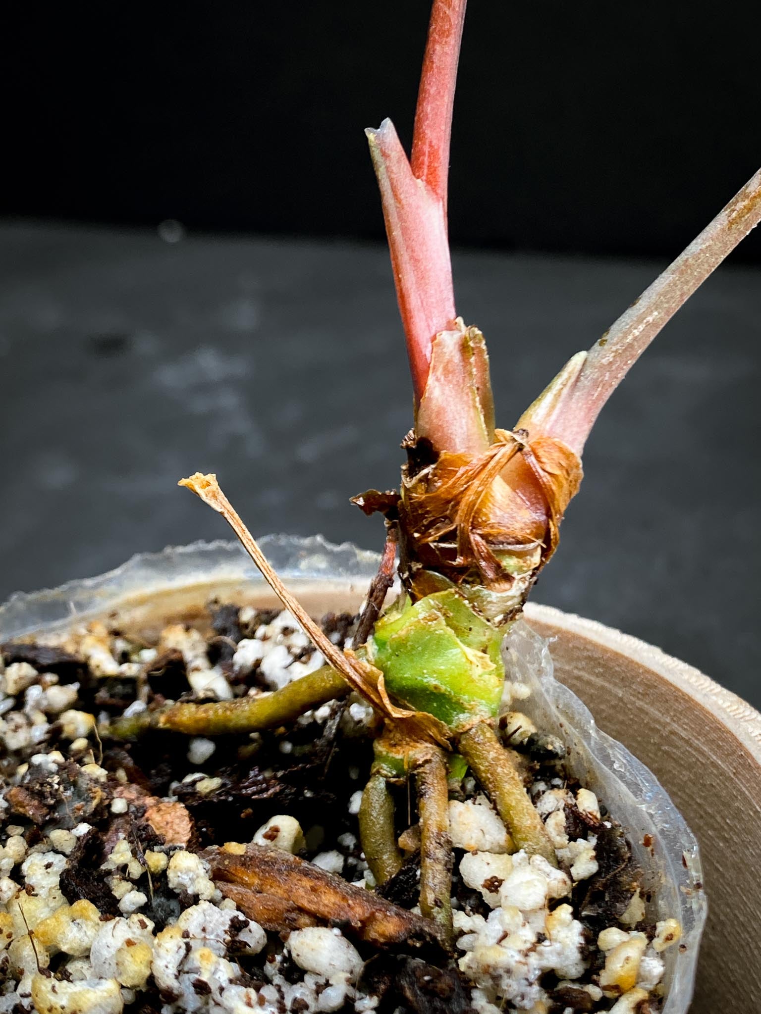 Anthurium Ace of spades Tezula X Papillilaminum Long and Bullet 2 Leaves Multiple Nodes Top Cutting Rooted