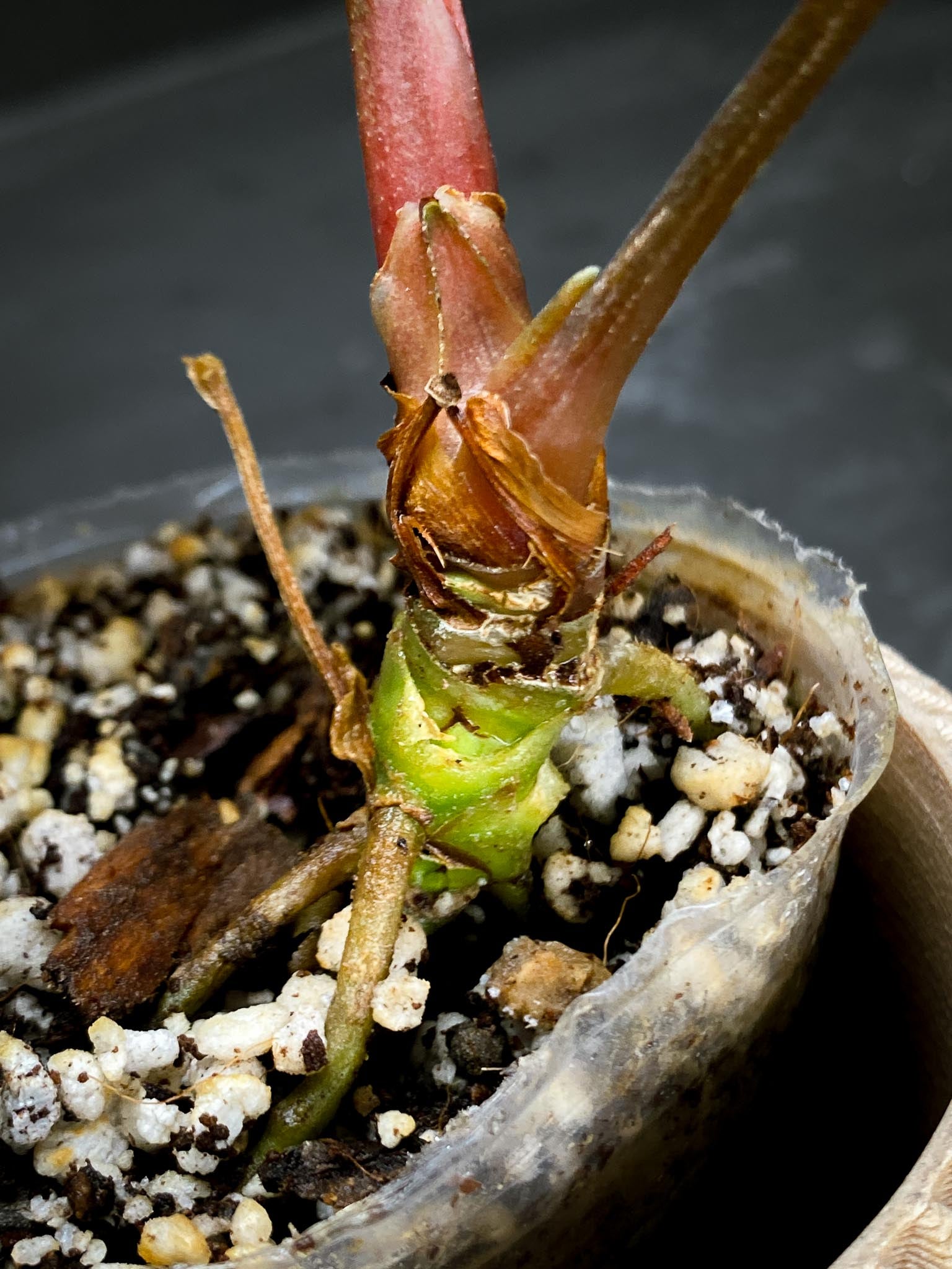Anthurium Ace of spades Tezula X Papillilaminum Long and Bullet 2 Leaves Multiple Nodes Top Cutting Rooted