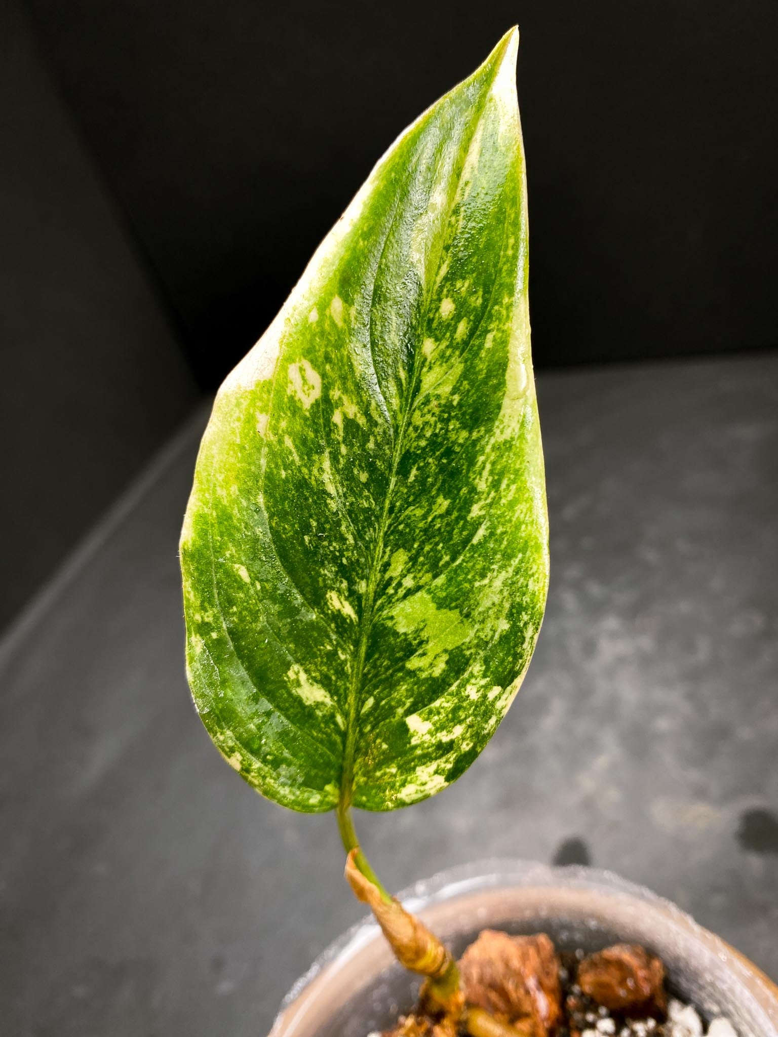 Aglaonema Khan Mark Variegated 1 Leaf Multiple Nodes 1 Growing Bud Rooted