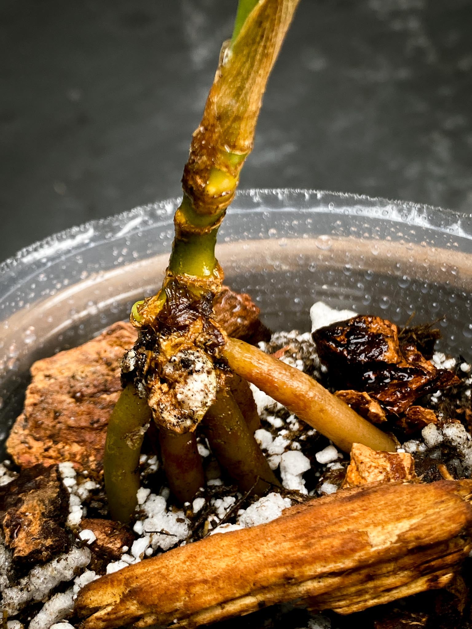 Aglaonema Khan Mark Variegated 1 Leaf Multiple Nodes 1 Growing Bud Rooted