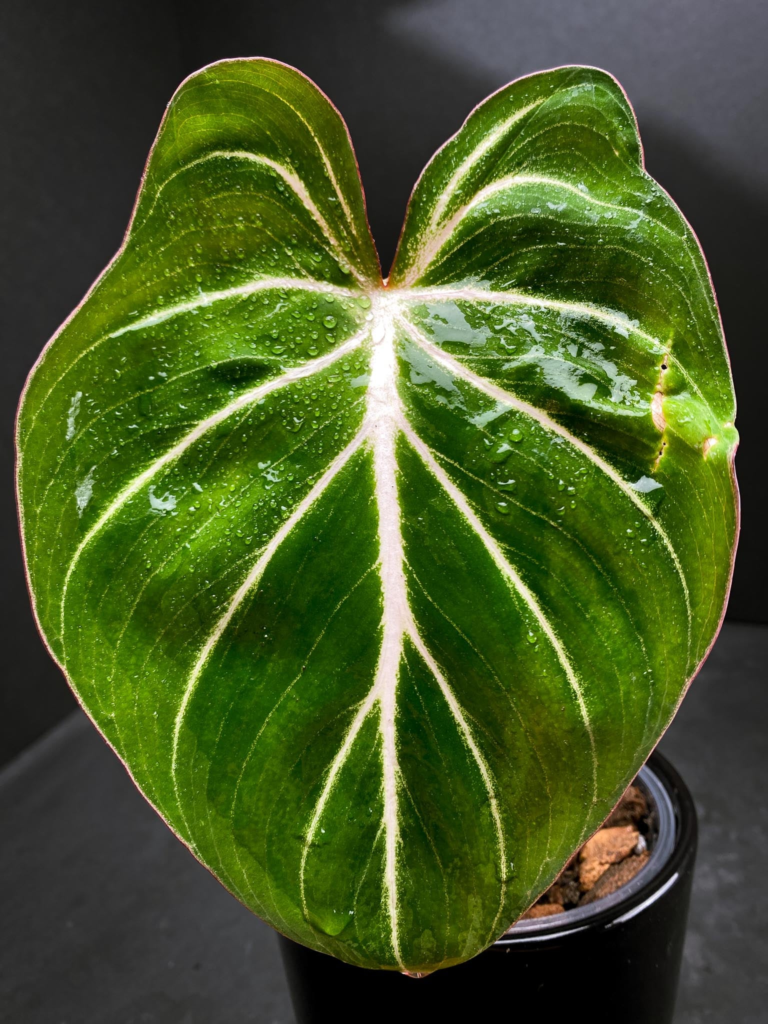 Philodendron Gloriosum Zebra Radiante 1 Leaf 2 Nodes 1 Sprout Rooted