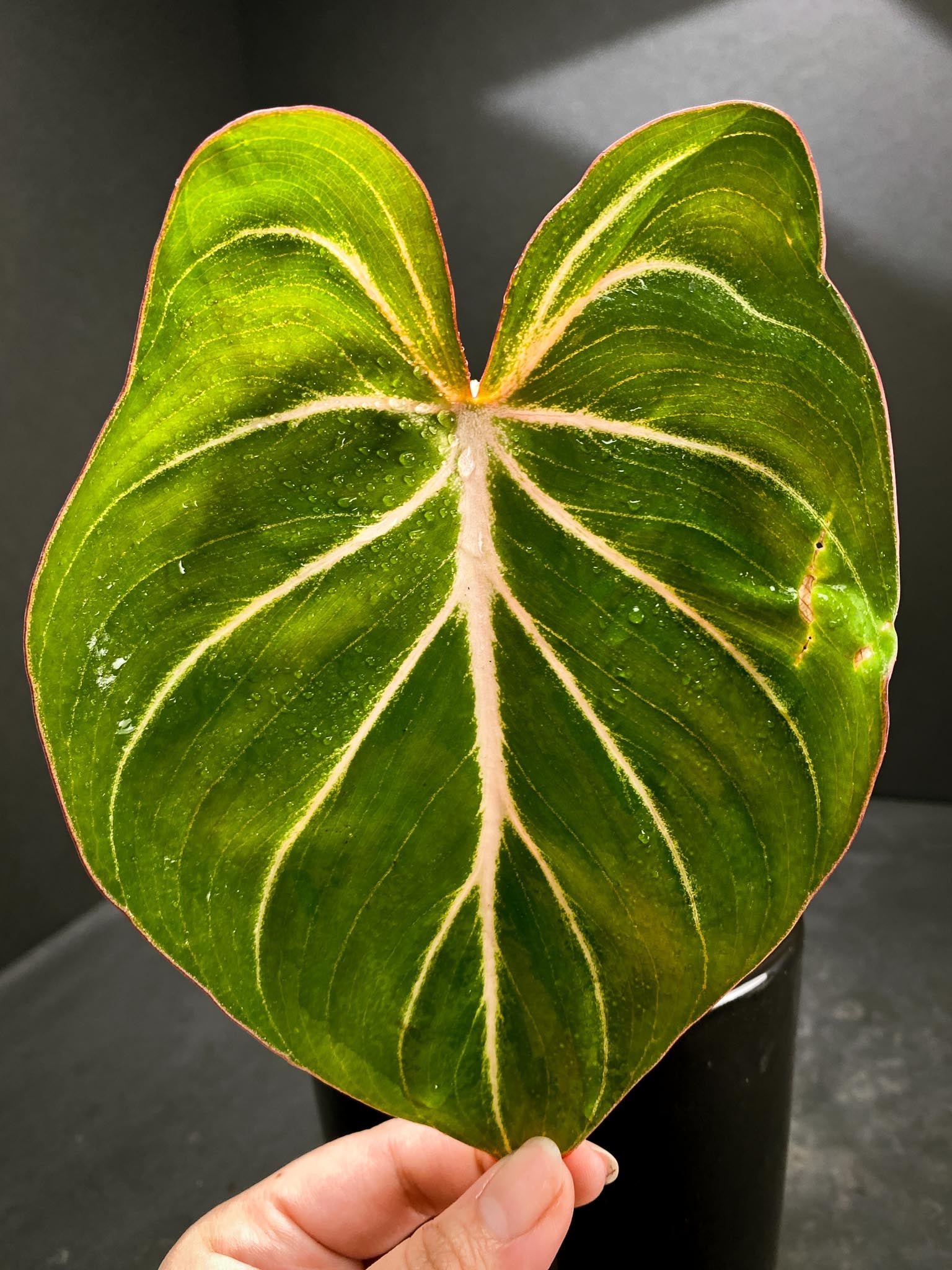 Philodendron Gloriosum Zebra Radiante 1 Leaf 2 Nodes 1 Sprout Rooted