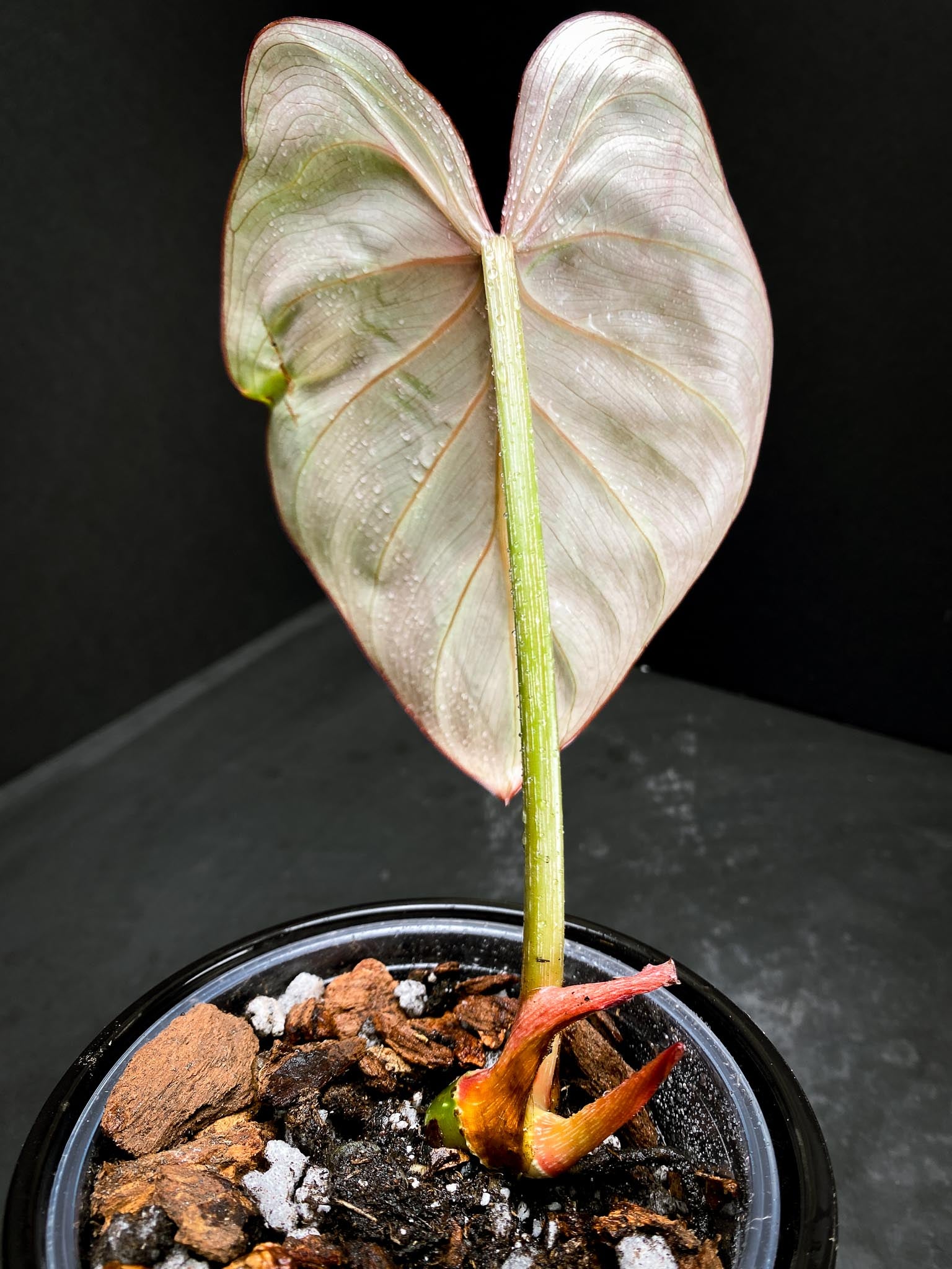 Philodendron Gloriosum Zebra Radiante 1 Leaf 2 Nodes 1 Sprout Rooted