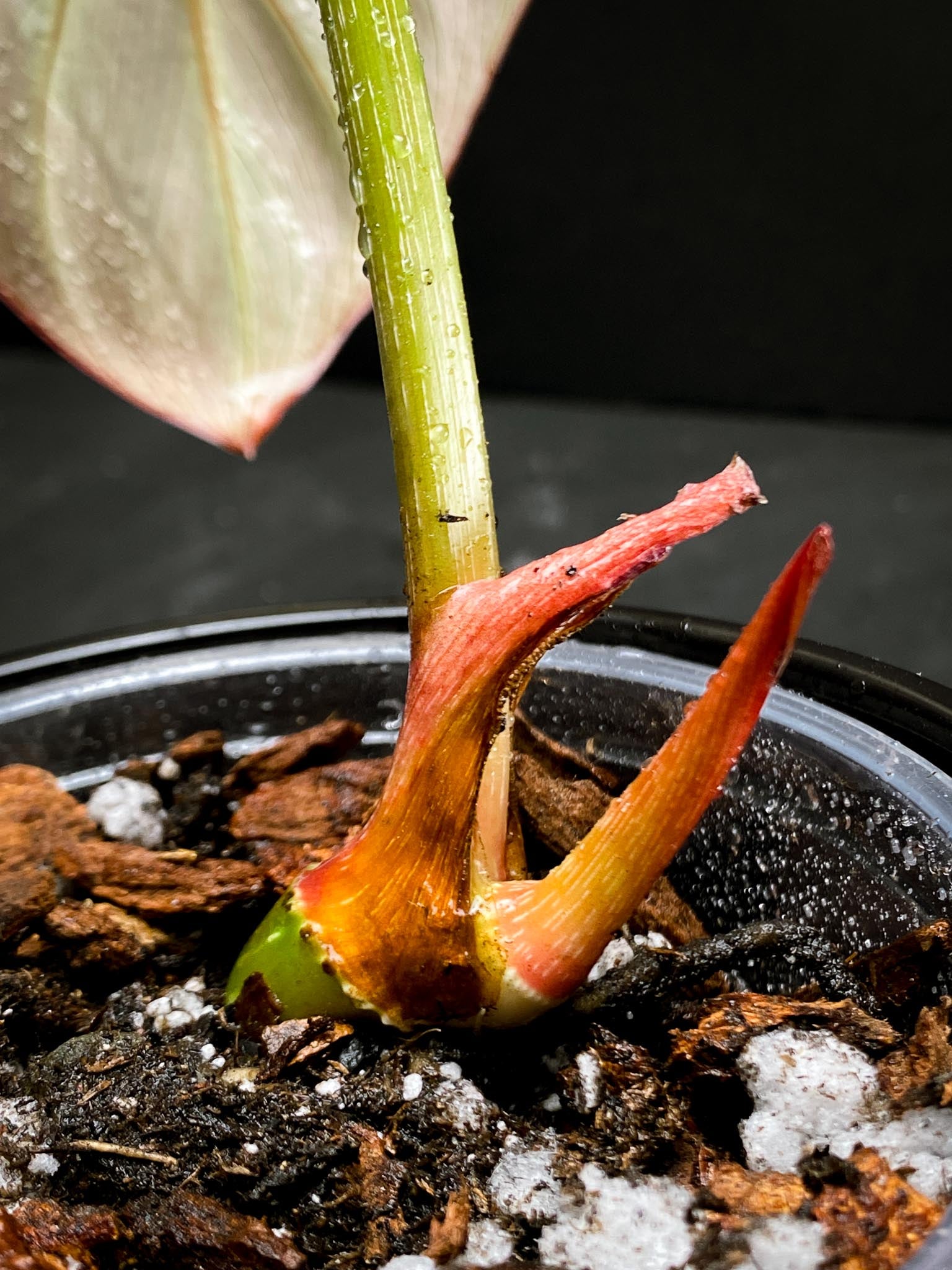 Philodendron Gloriosum Zebra Radiante 1 Leaf 2 Nodes 1 Sprout Rooted