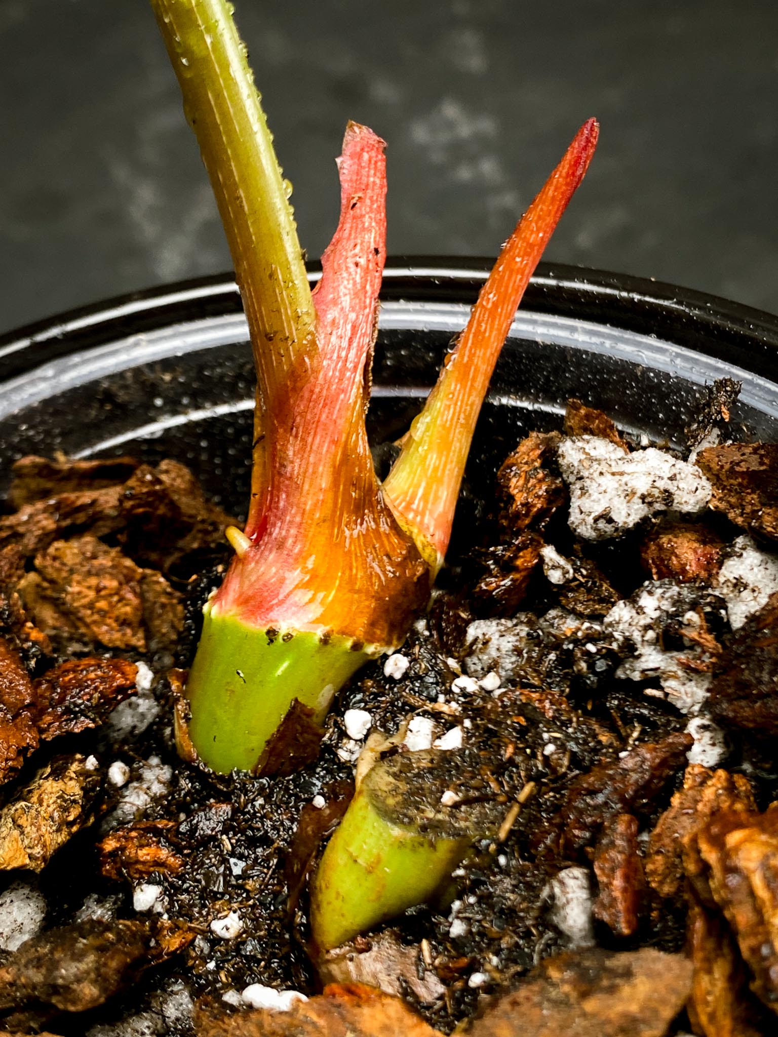 Philodendron Gloriosum Zebra Radiante 1 Leaf 2 Nodes 1 Sprout Rooted
