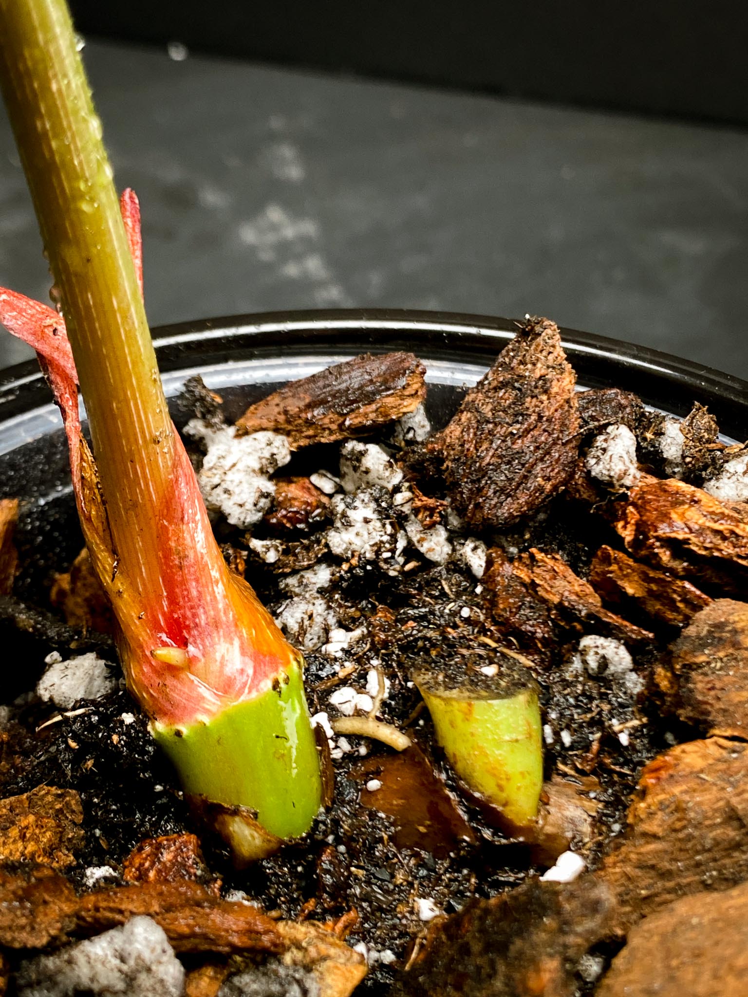 Philodendron Gloriosum Zebra Radiante 1 Leaf 2 Nodes 1 Sprout Rooted