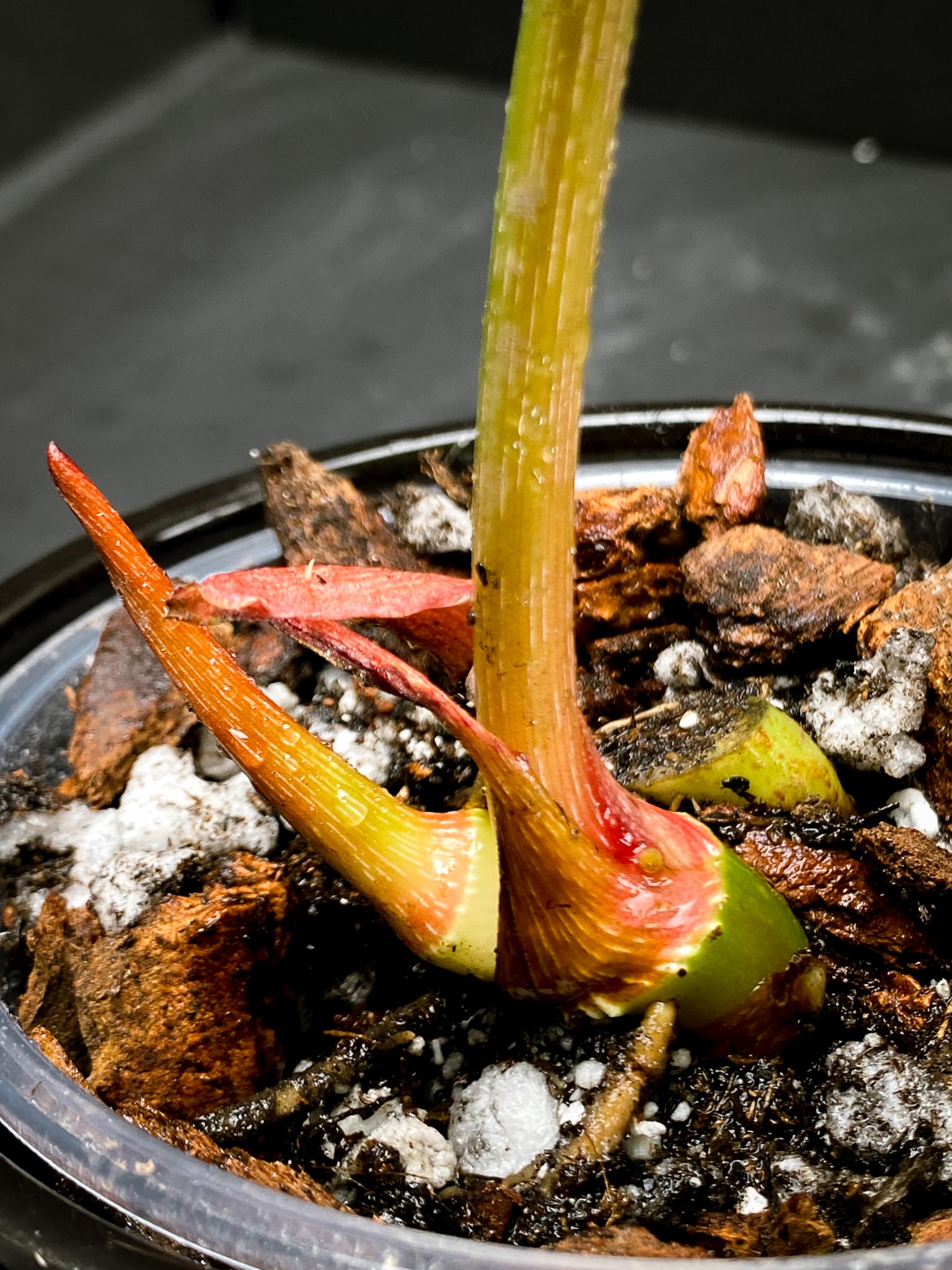 Philodendron Gloriosum Zebra Radiante 1 Leaf 2 Nodes 1 Sprout Rooted