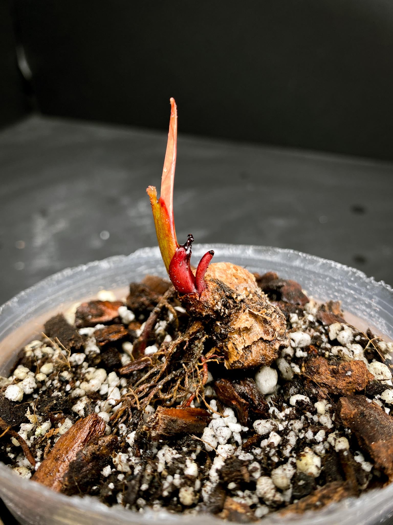 Philodendron Prince of Orange Variegated 1 Node 2 Sprouts Rooted