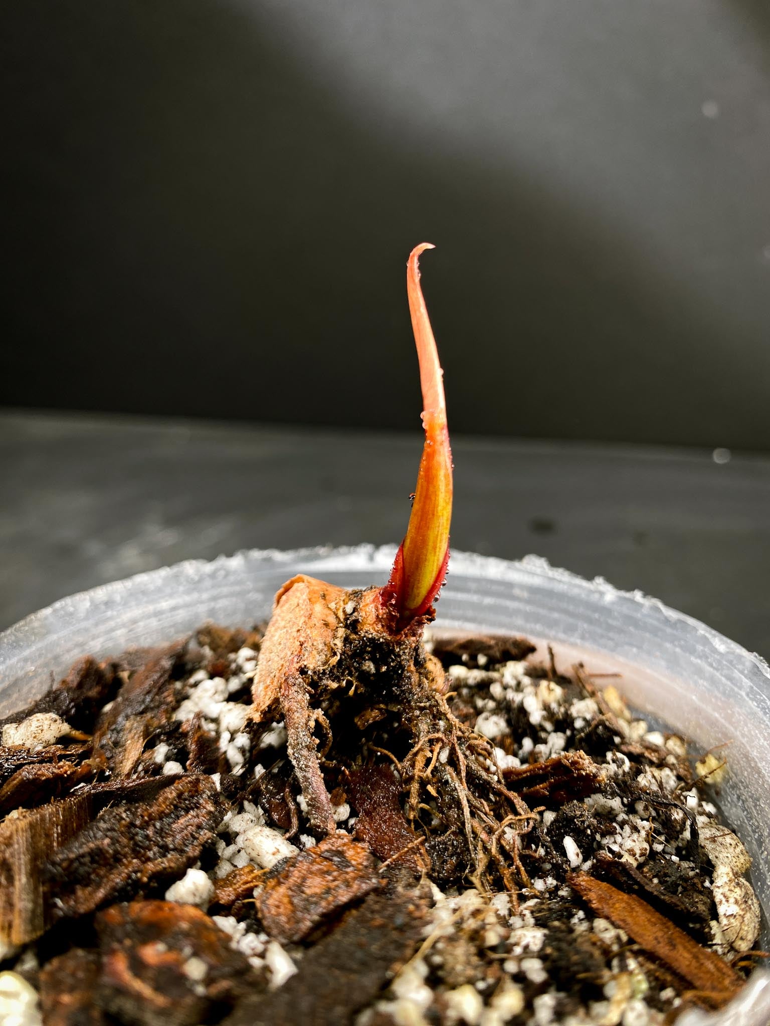 Philodendron Prince of Orange Variegated 1 Node 2 Sprouts Rooted