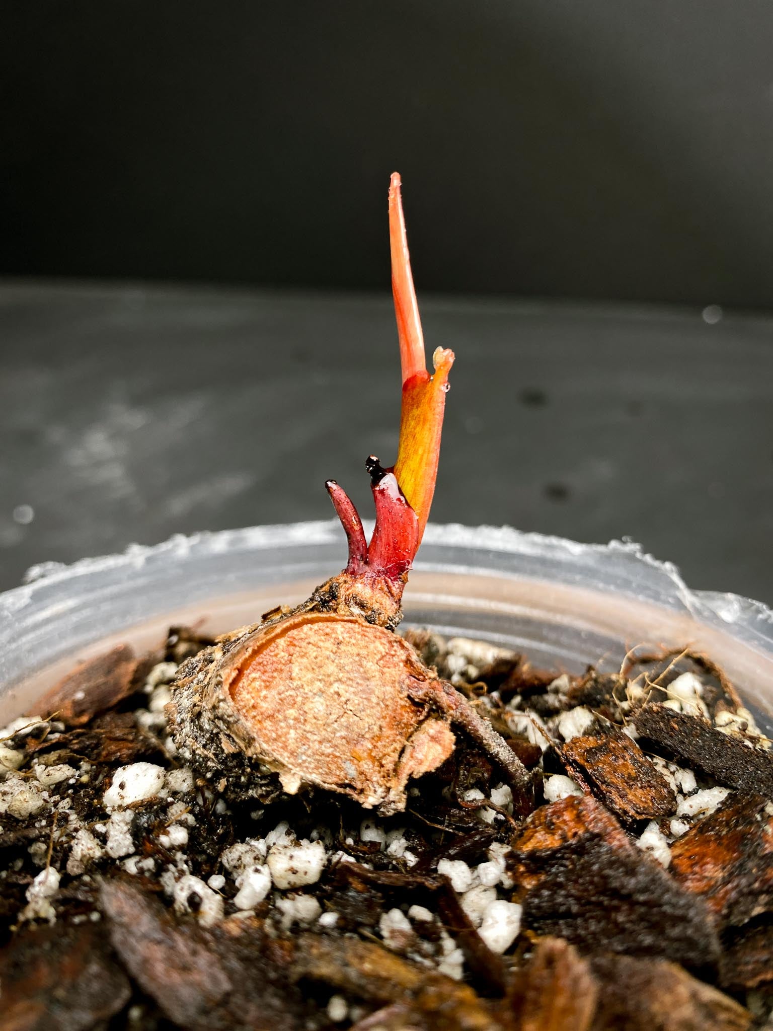 Philodendron Prince of Orange Variegated 1 Node 2 Sprouts Rooted
