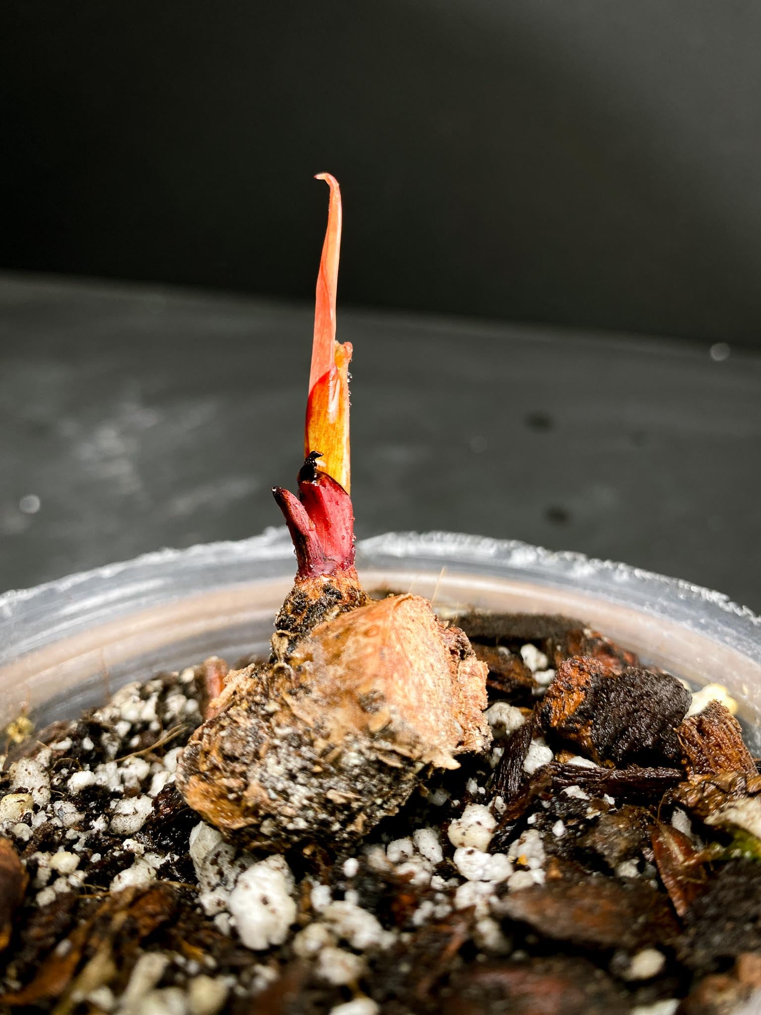 Philodendron Prince of Orange Variegated 1 Node 2 Sprouts Rooted