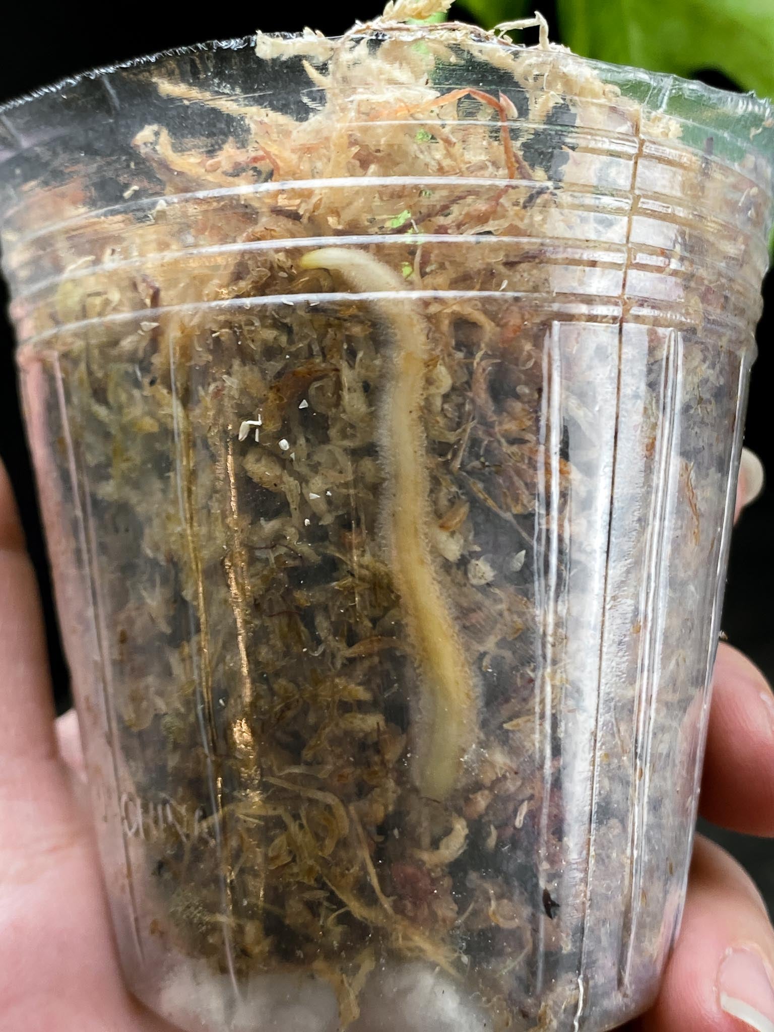 Monstera Thai Constellation 1 Leaf 1 Node Rooted