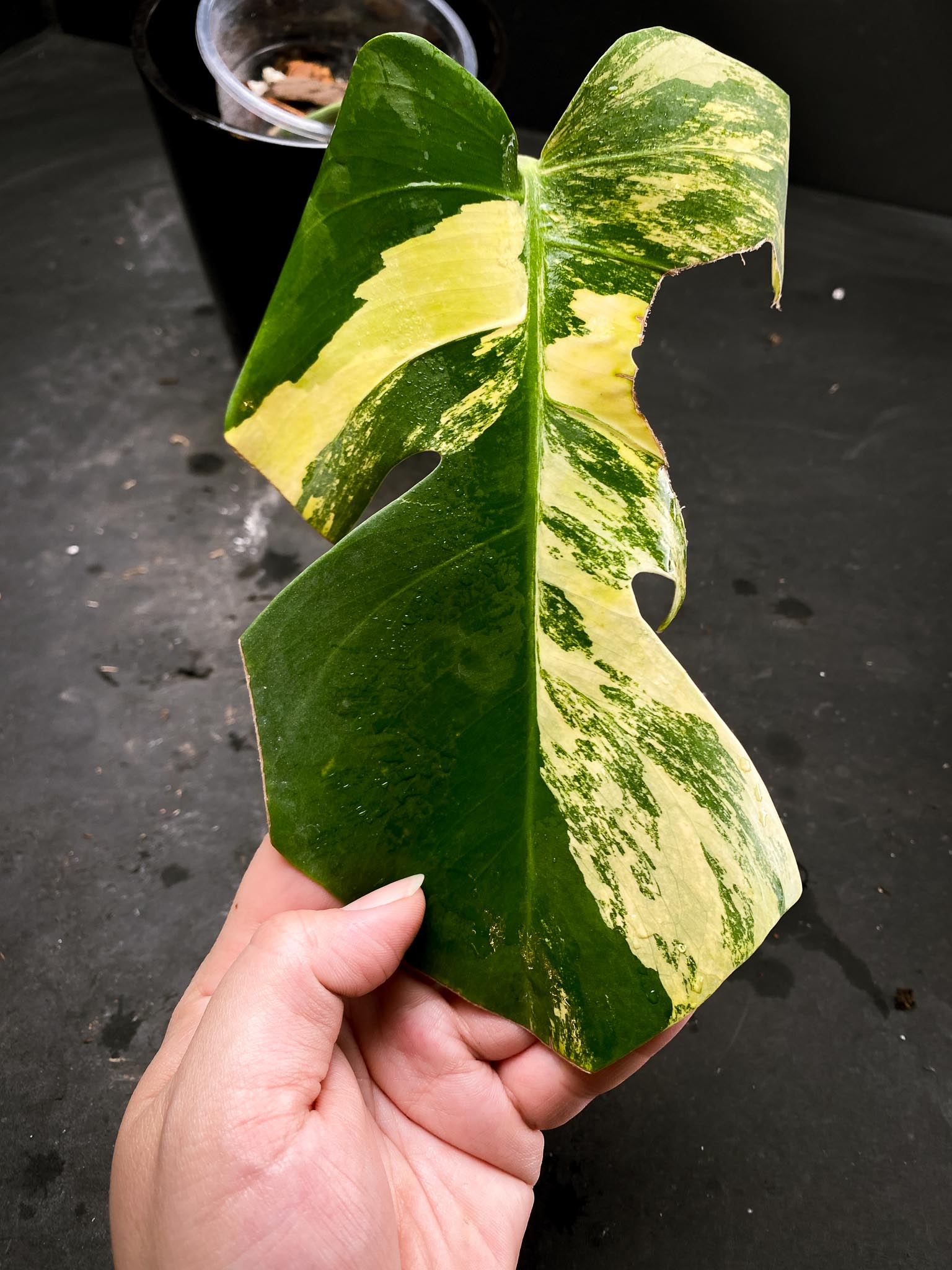 Monstera Aurea Tricolor 1 Leaf 1 Node Rooted