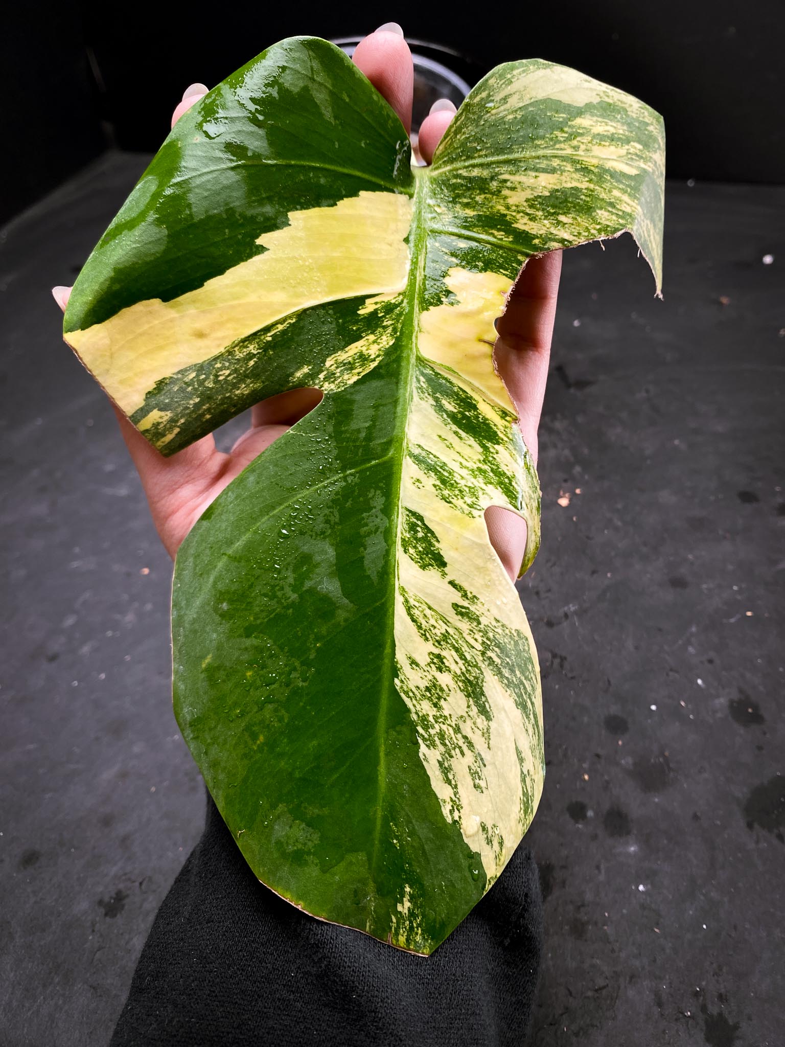 Monstera Aurea Tricolor 1 Leaf 1 Node Rooted
