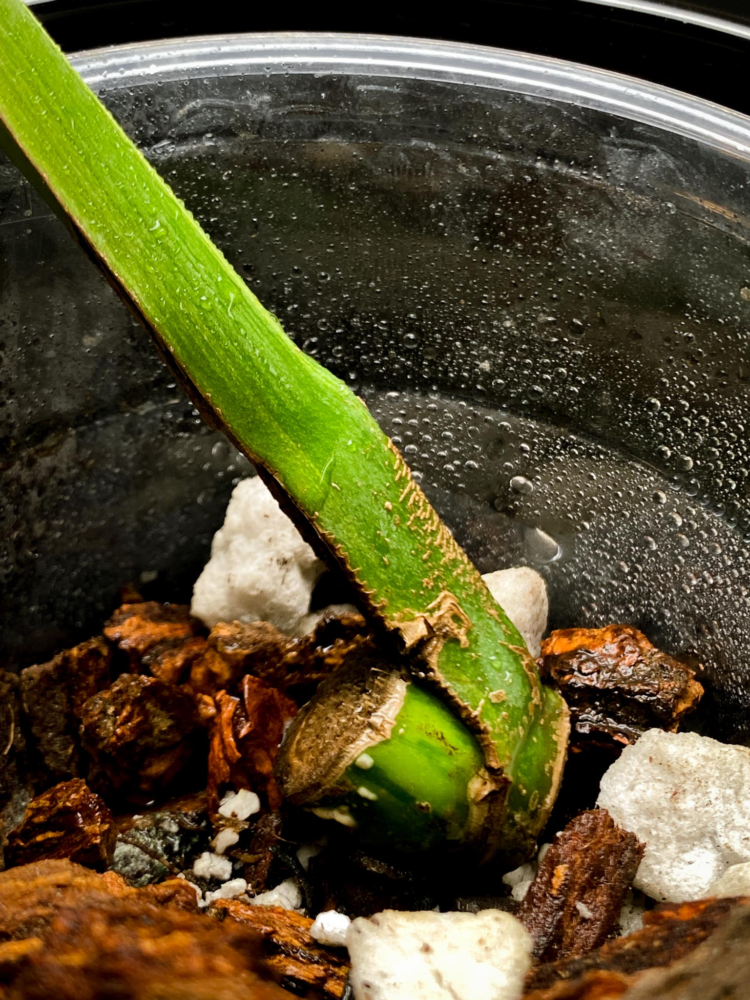Monstera Aurea Tricolor 1 Leaf 1 Node Rooted
