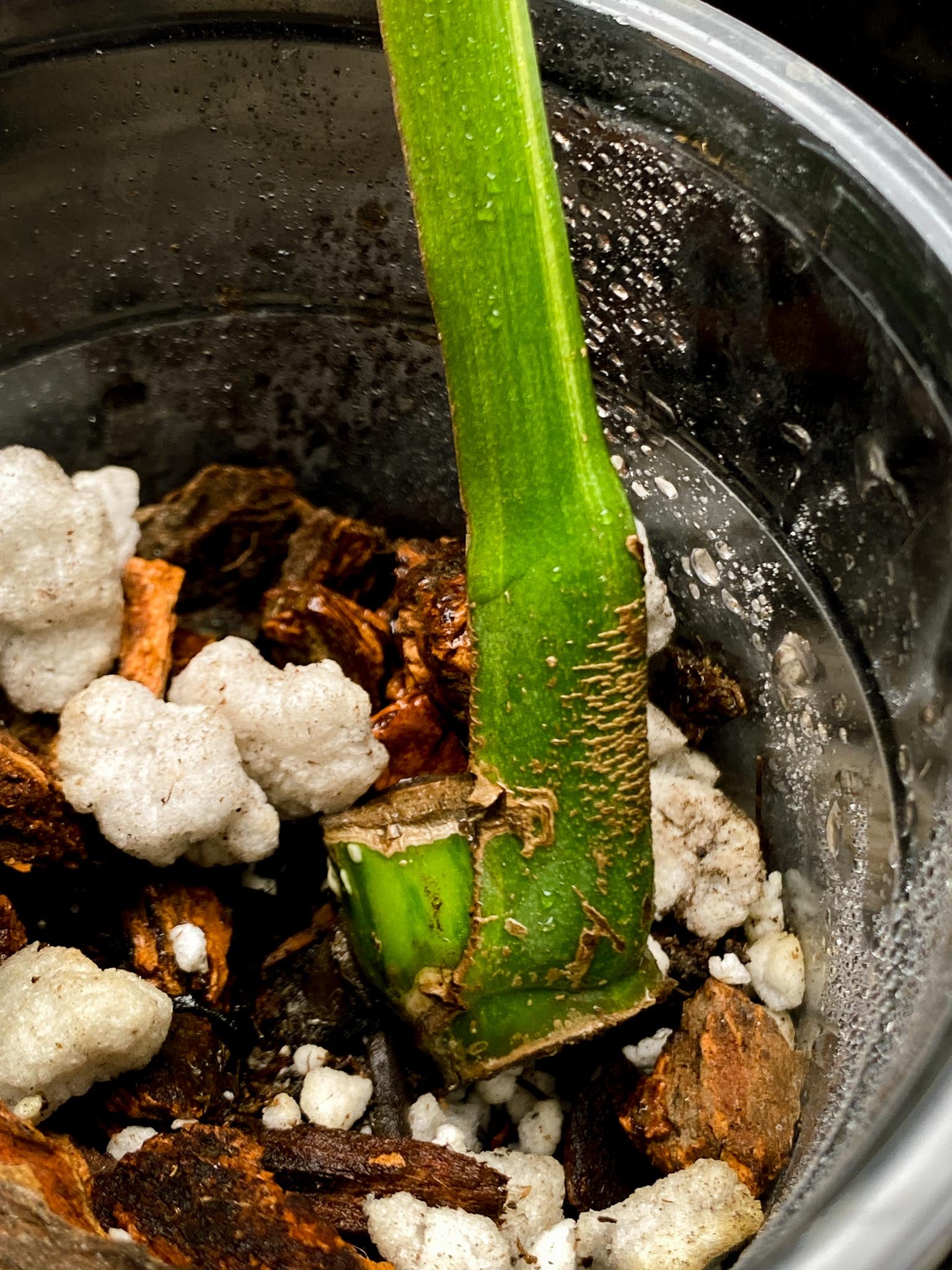 Monstera Aurea Tricolor 1 Leaf 1 Node Rooted