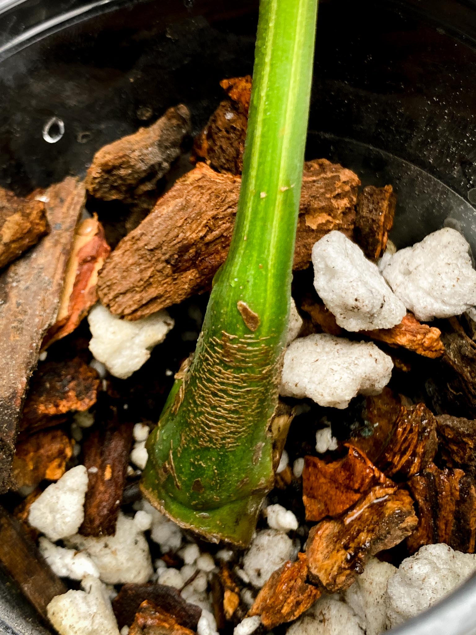 Monstera Aurea Tricolor 1 Leaf 1 Node Rooted