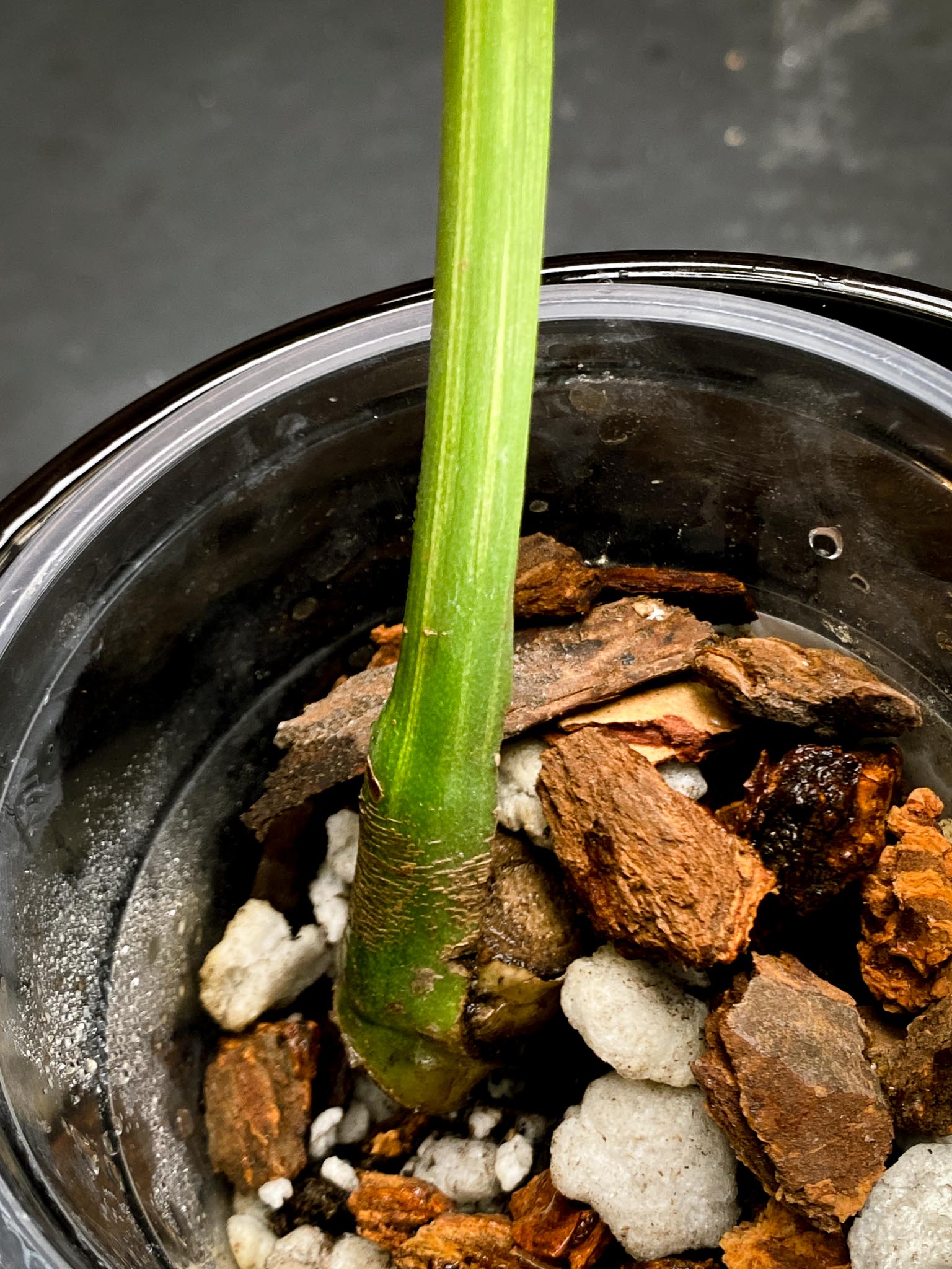 Monstera Aurea Tricolor 1 Leaf 1 Node Rooted