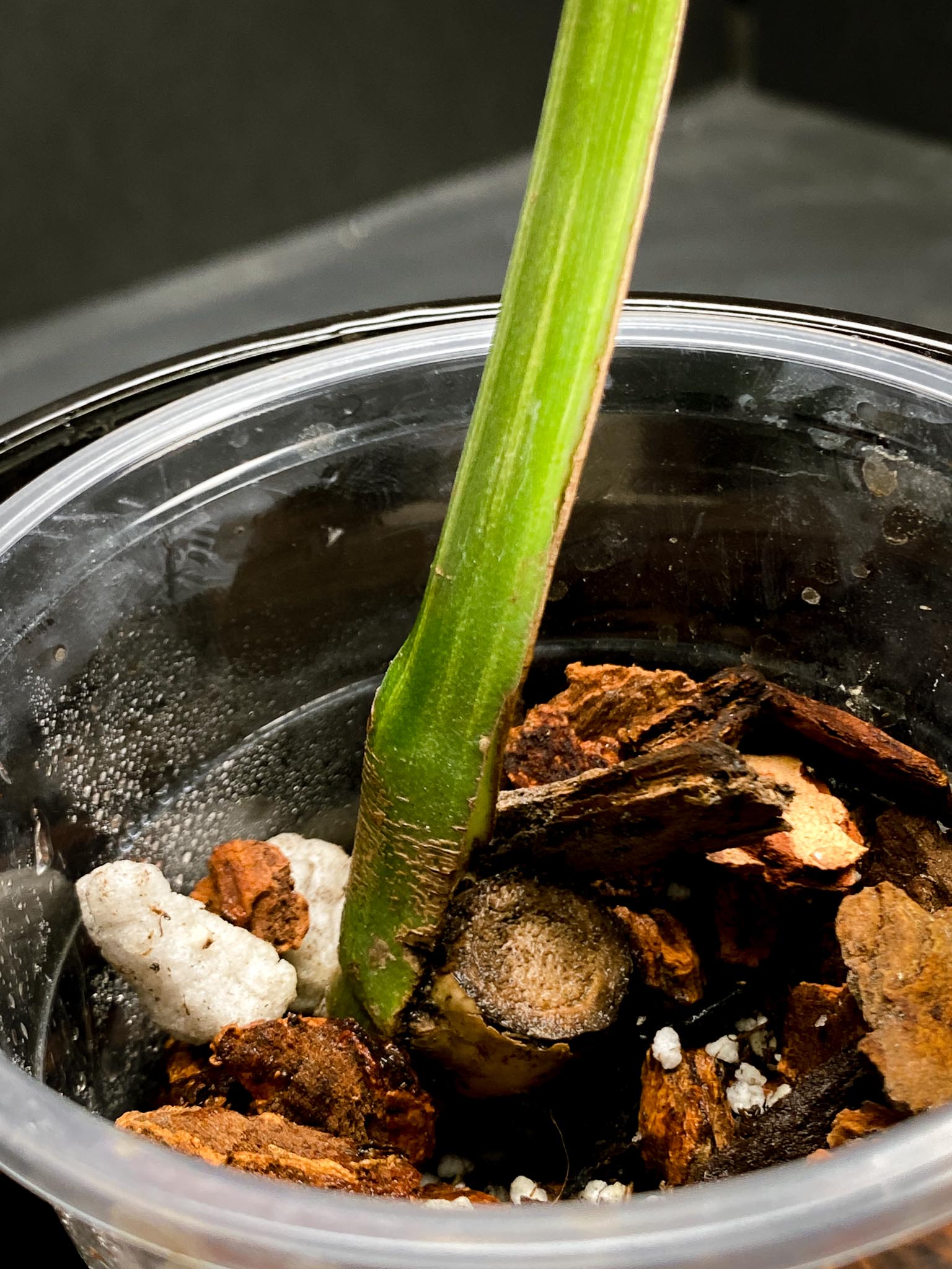 Monstera Aurea Tricolor 1 Leaf 1 Node Rooted