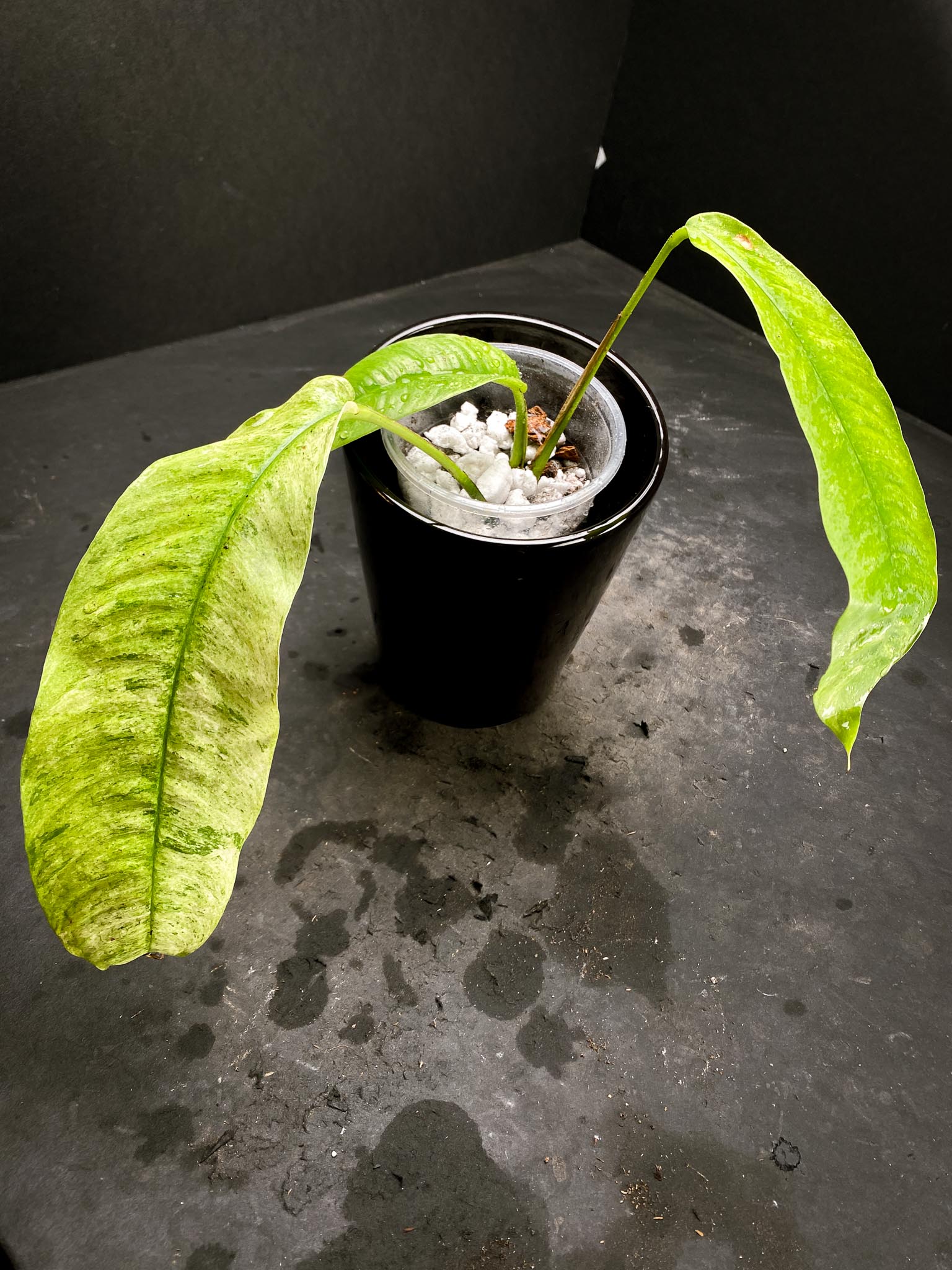 Rhaphidophora gorilan Marble 3 Leaves 3 Nodes