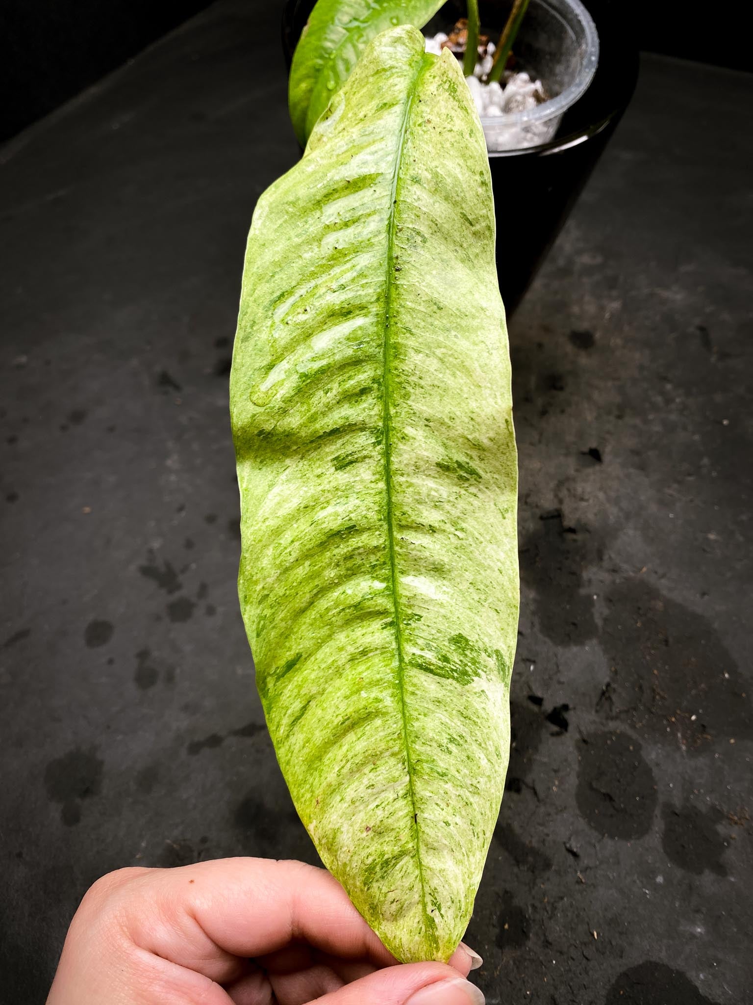 Rhaphidophora gorilan Marble 3 Leaves 3 Nodes