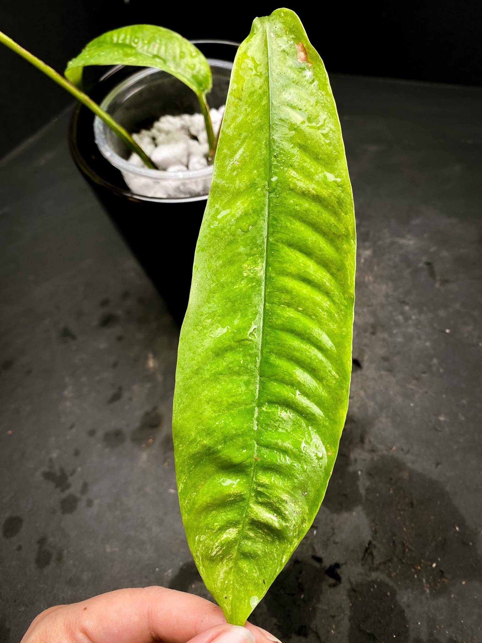 Rhaphidophora gorilan Marble 3 Leaves 3 Nodes