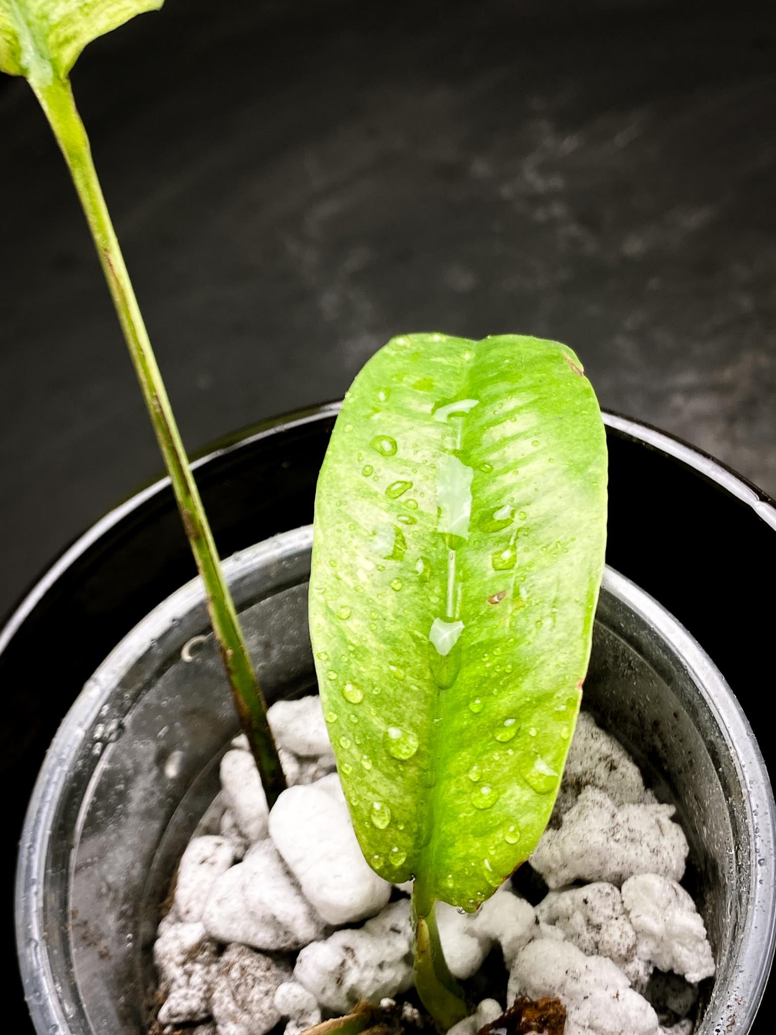 Rhaphidophora gorilan Marble 3 Leaves 3 Nodes