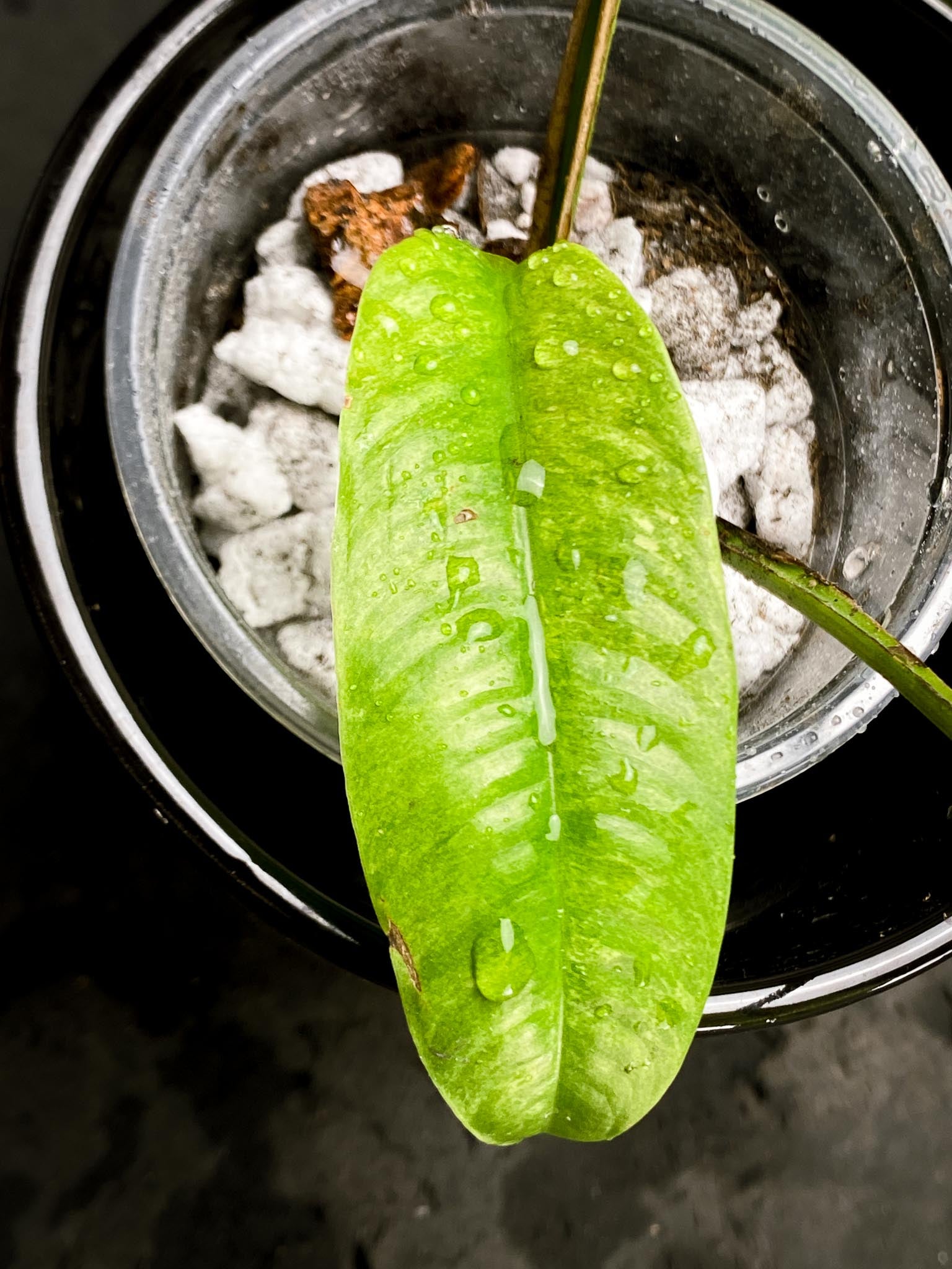 Rhaphidophora gorilan Marble 3 Leaves 3 Nodes