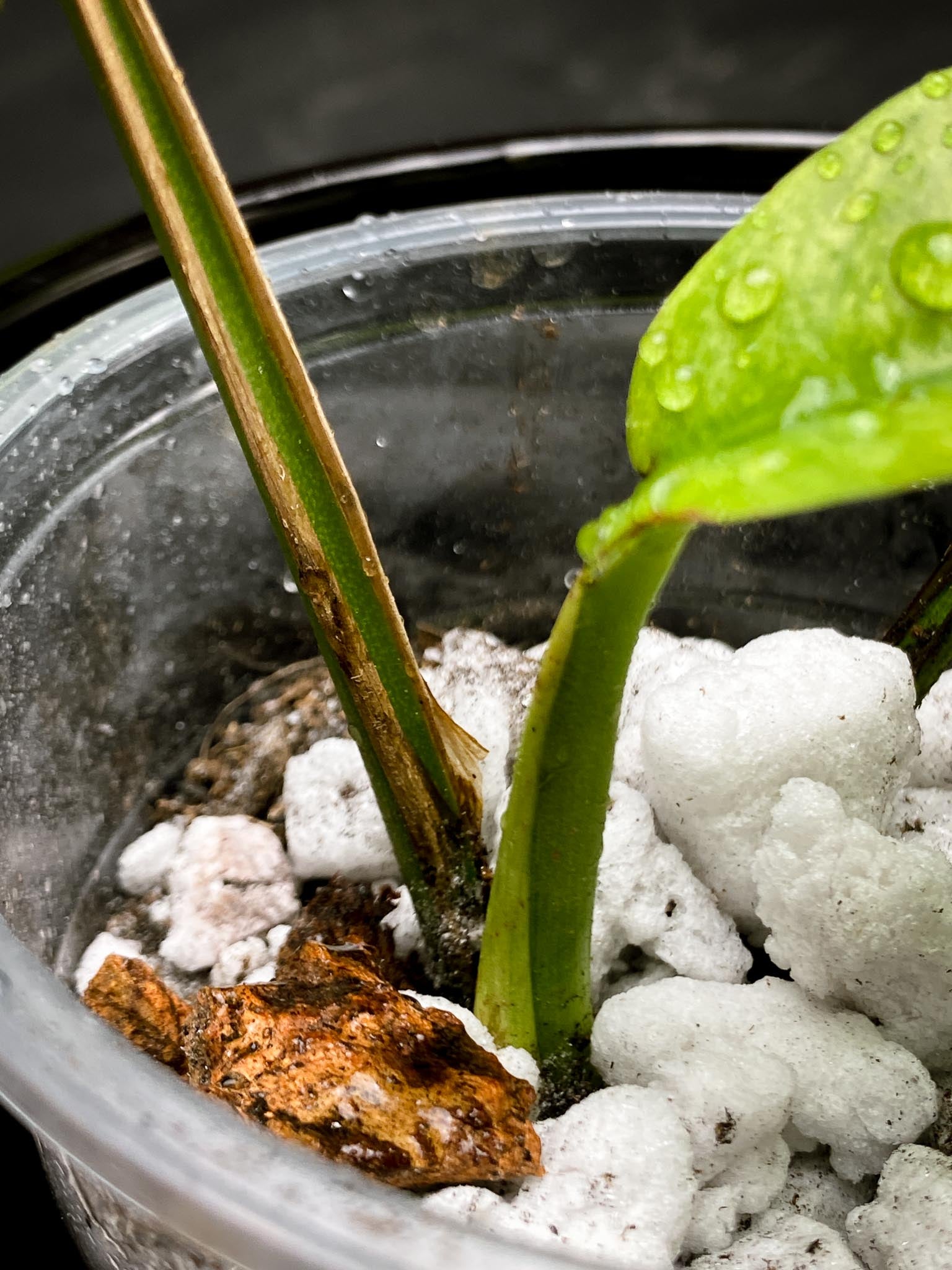 Rhaphidophora gorilan Marble 3 Leaves 3 Nodes