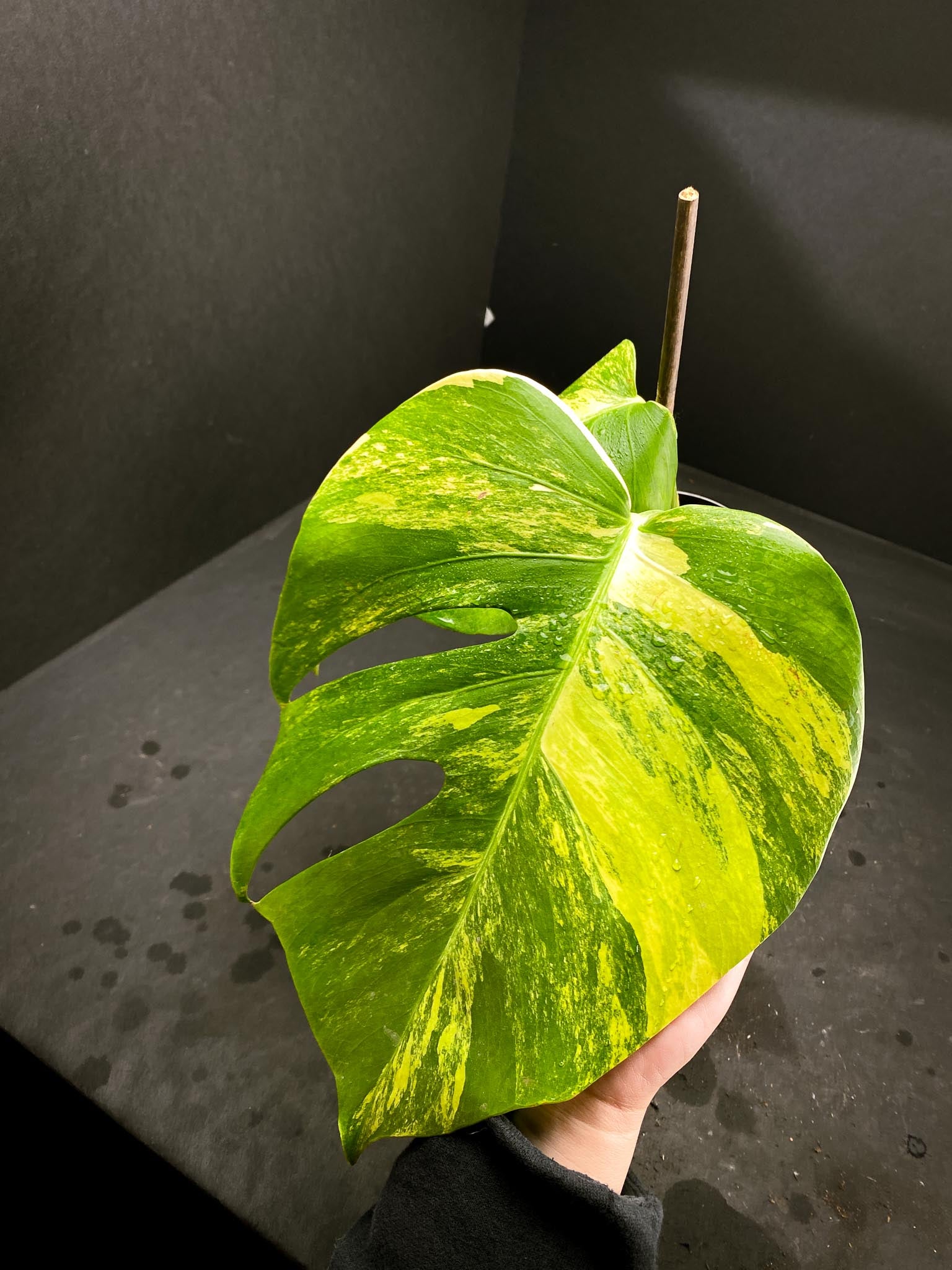 Monstera Aurea Tricolor 2 Leaves 2 Nodes Rooted
