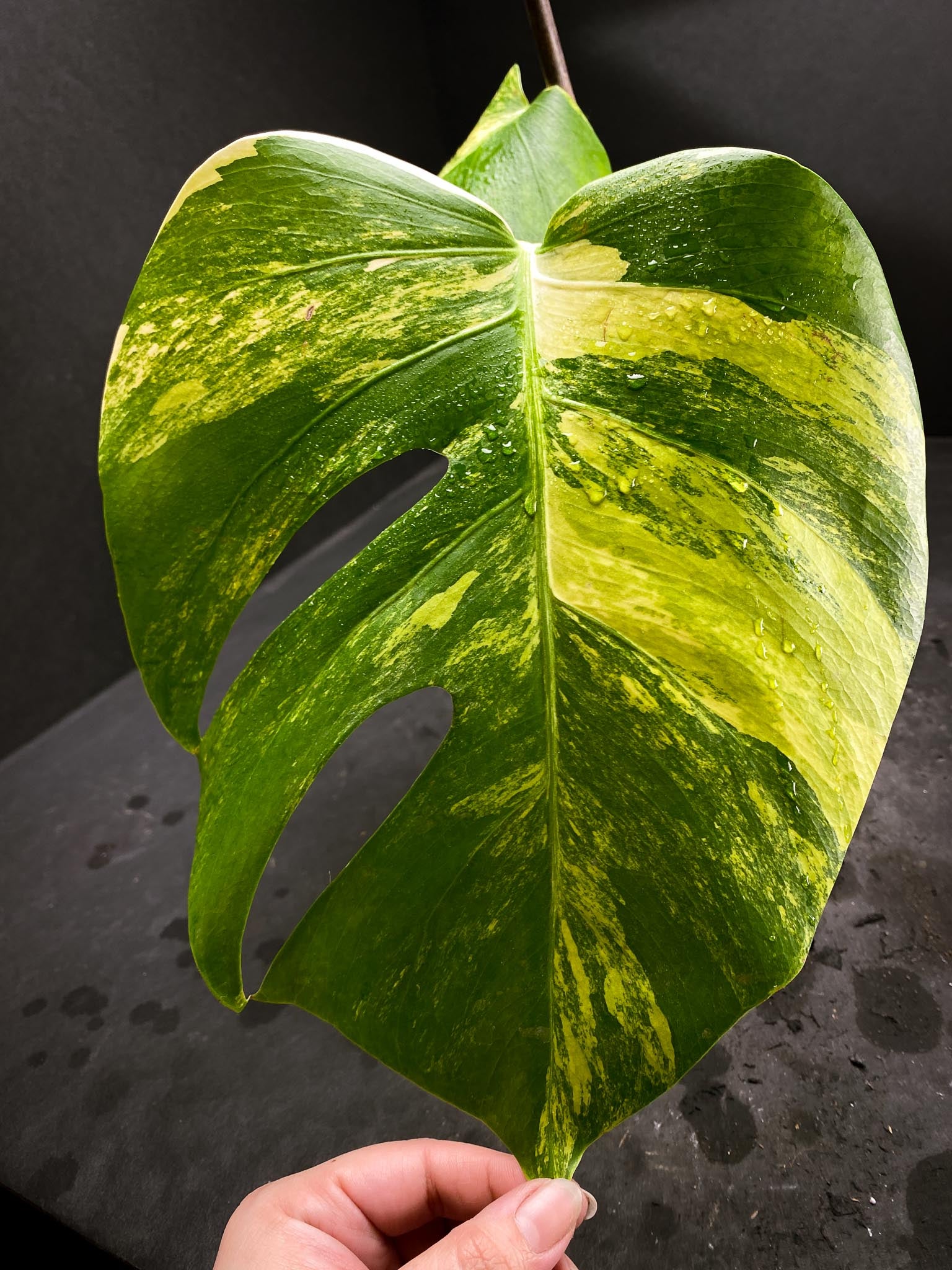 Monstera Aurea Tricolor 2 Leaves 2 Nodes Rooted