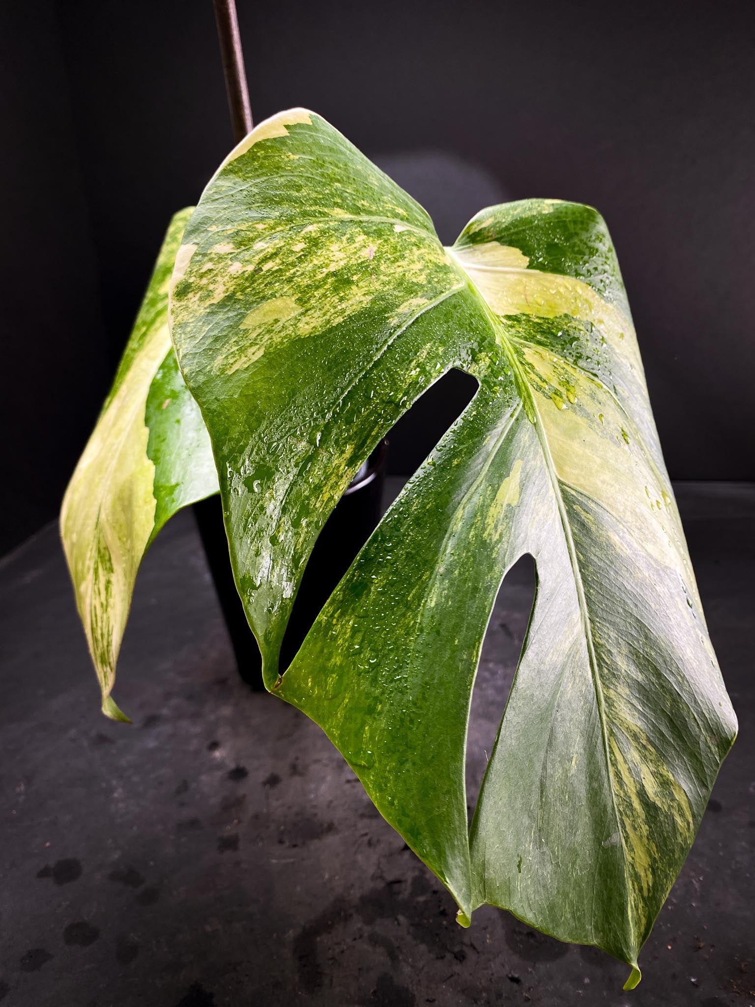 Monstera Aurea Tricolor 2 Leaves 2 Nodes Rooted