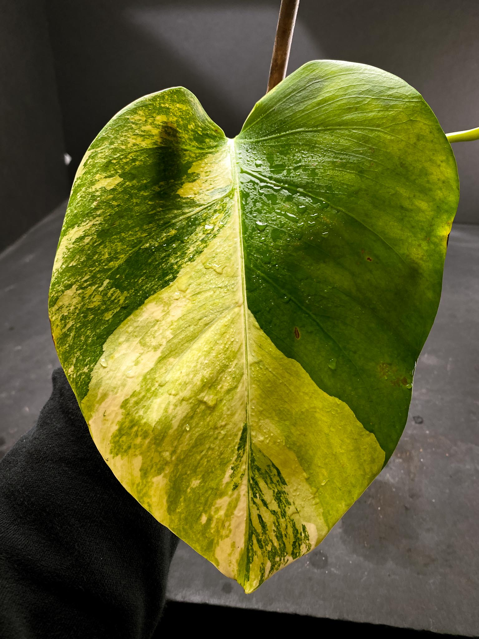 Monstera Aurea Tricolor 2 Leaves 2 Nodes Rooted