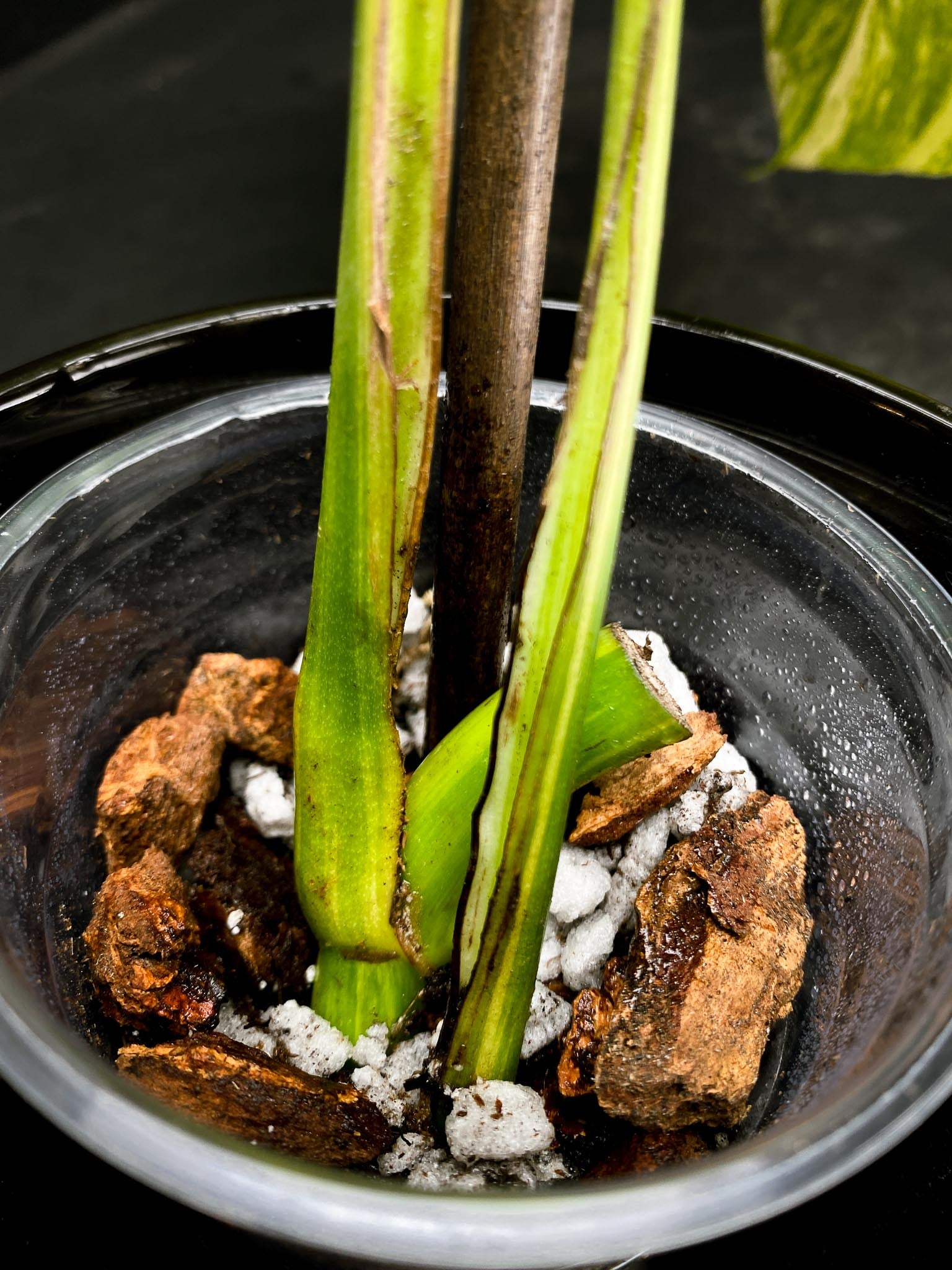 Monstera Aurea Tricolor 2 Leaves 2 Nodes Rooted